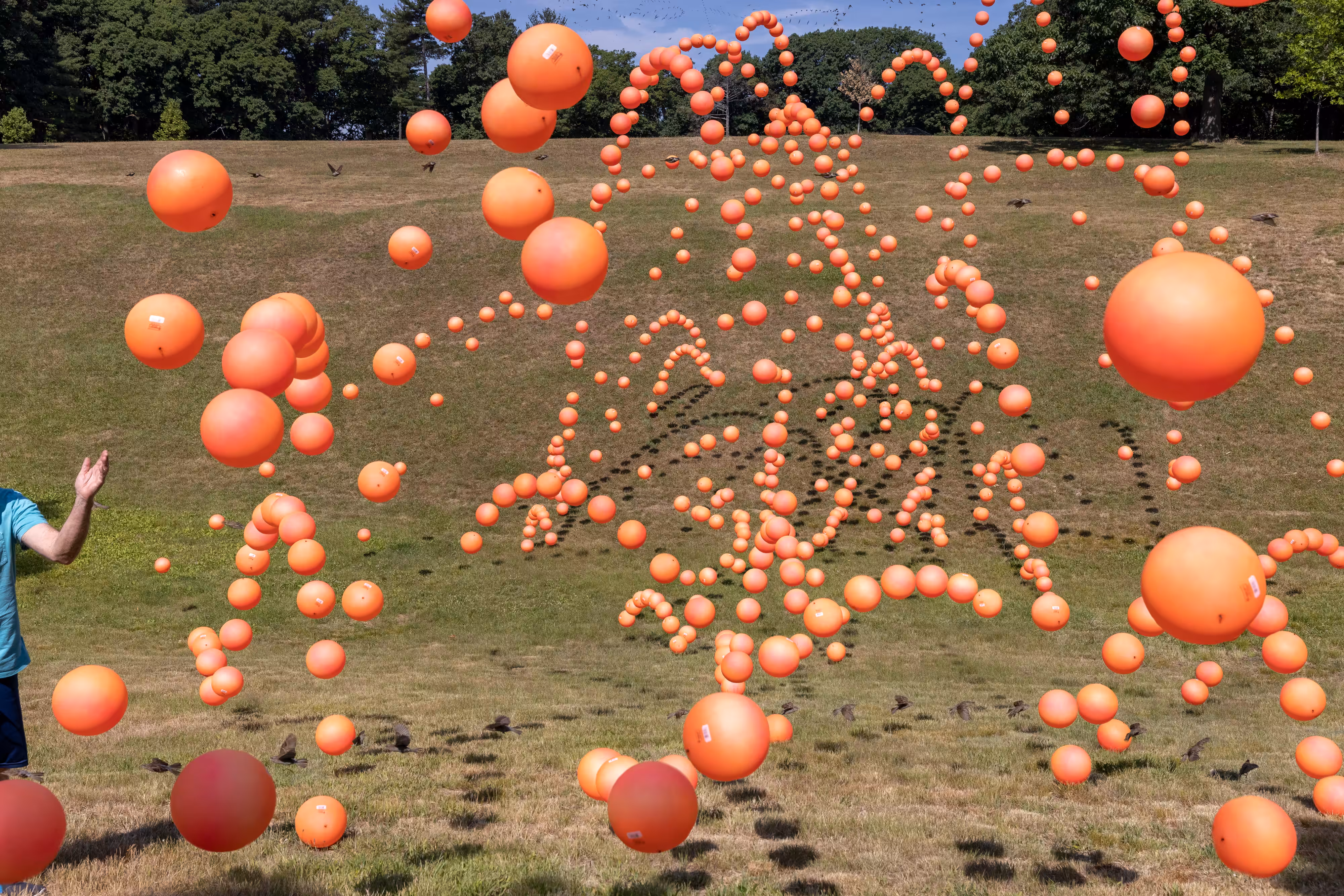 Orange Balls, Jamaica Pond