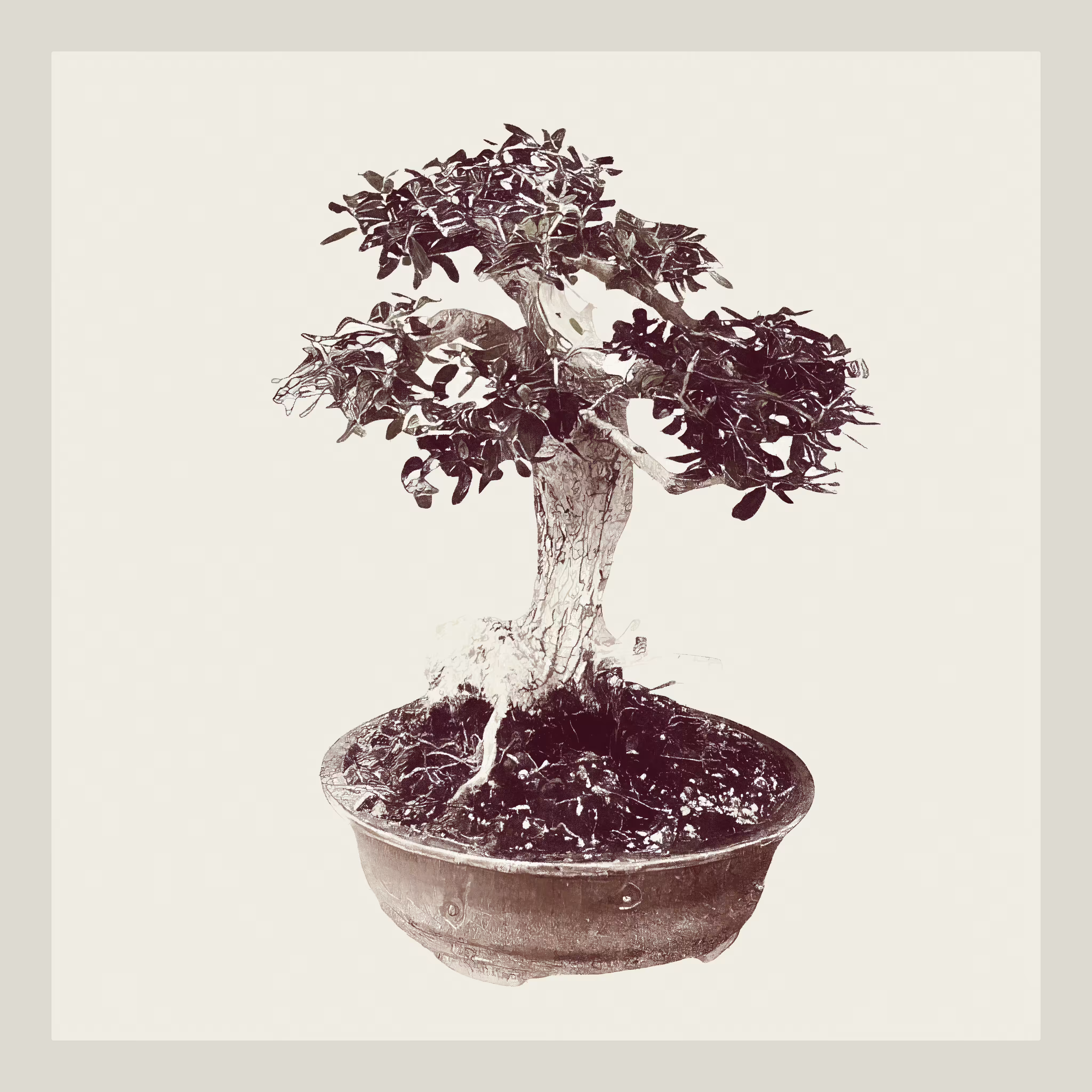 Wild Olive Bonzai generative tree