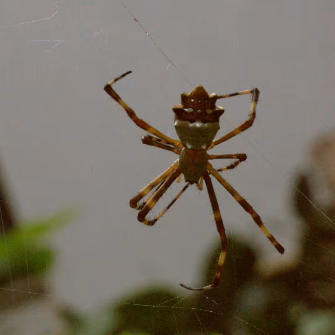 Argiope argentata