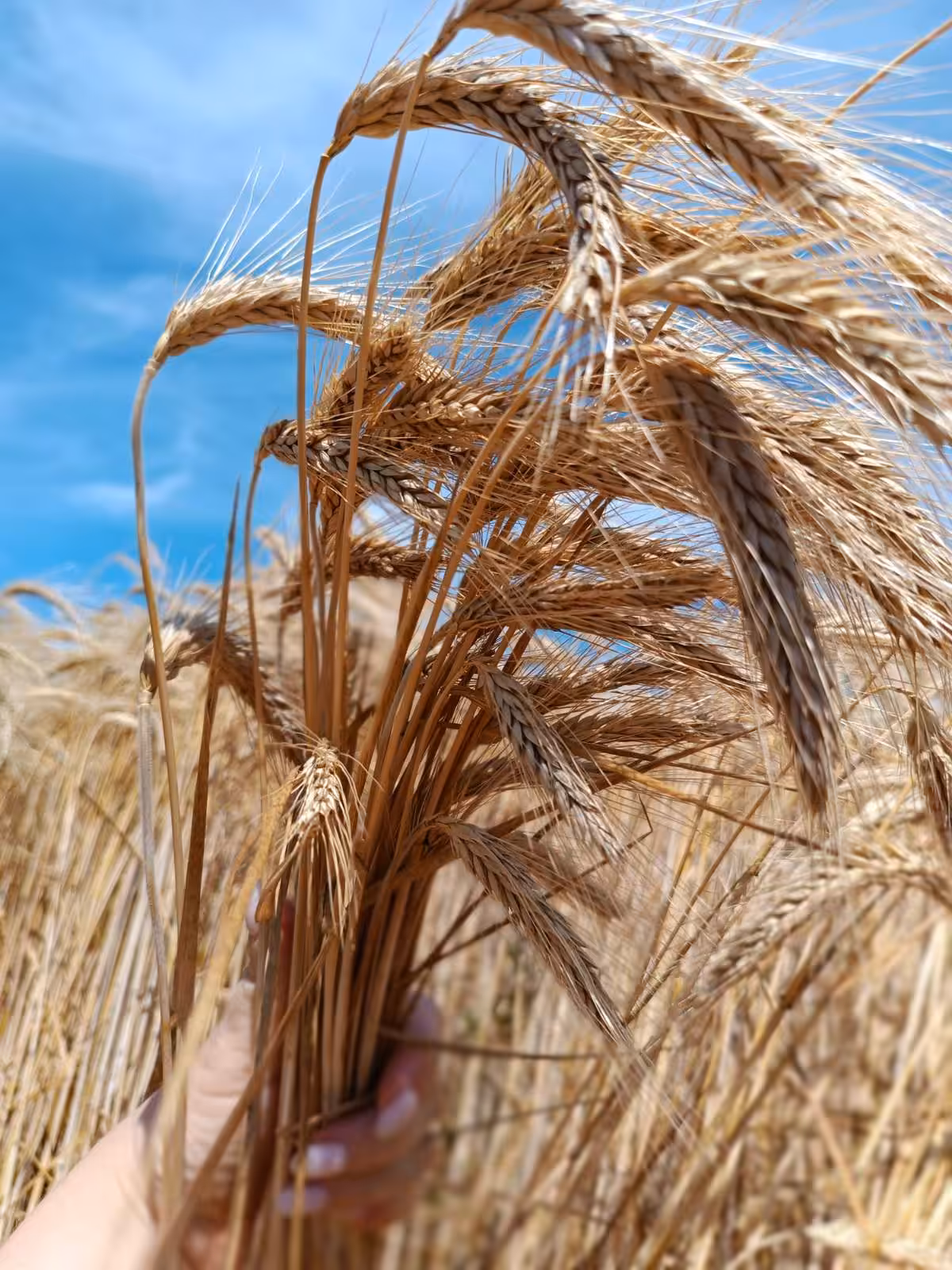 Wheat