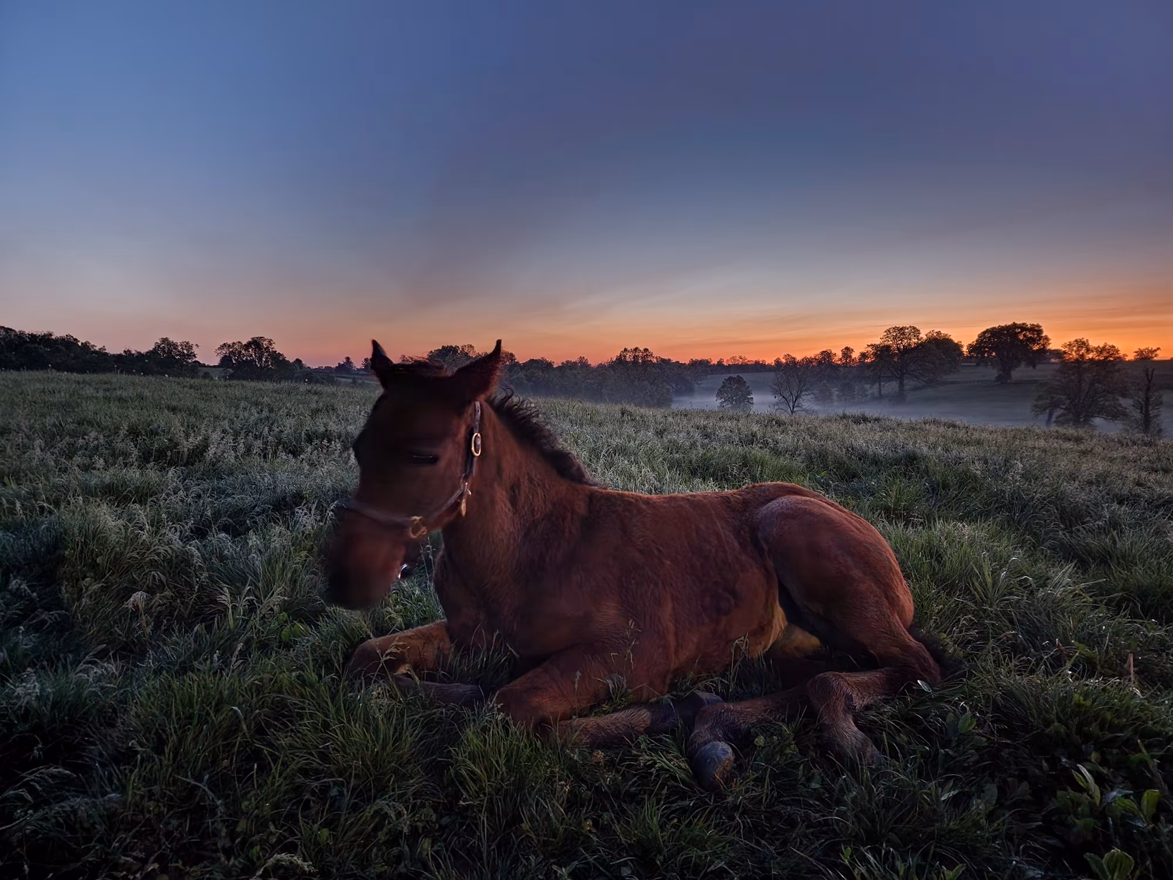 Bluegrass Dew