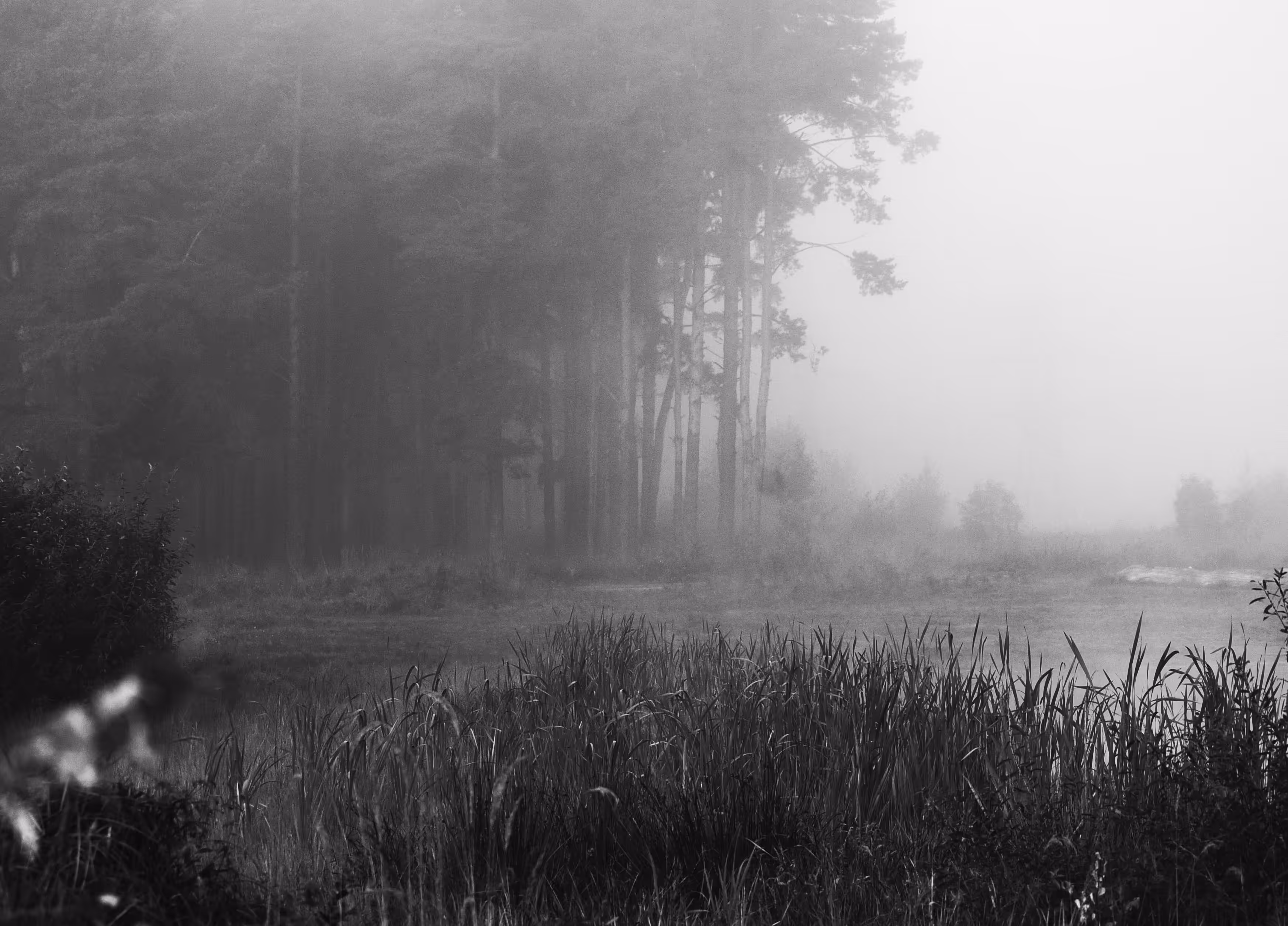 Whisper