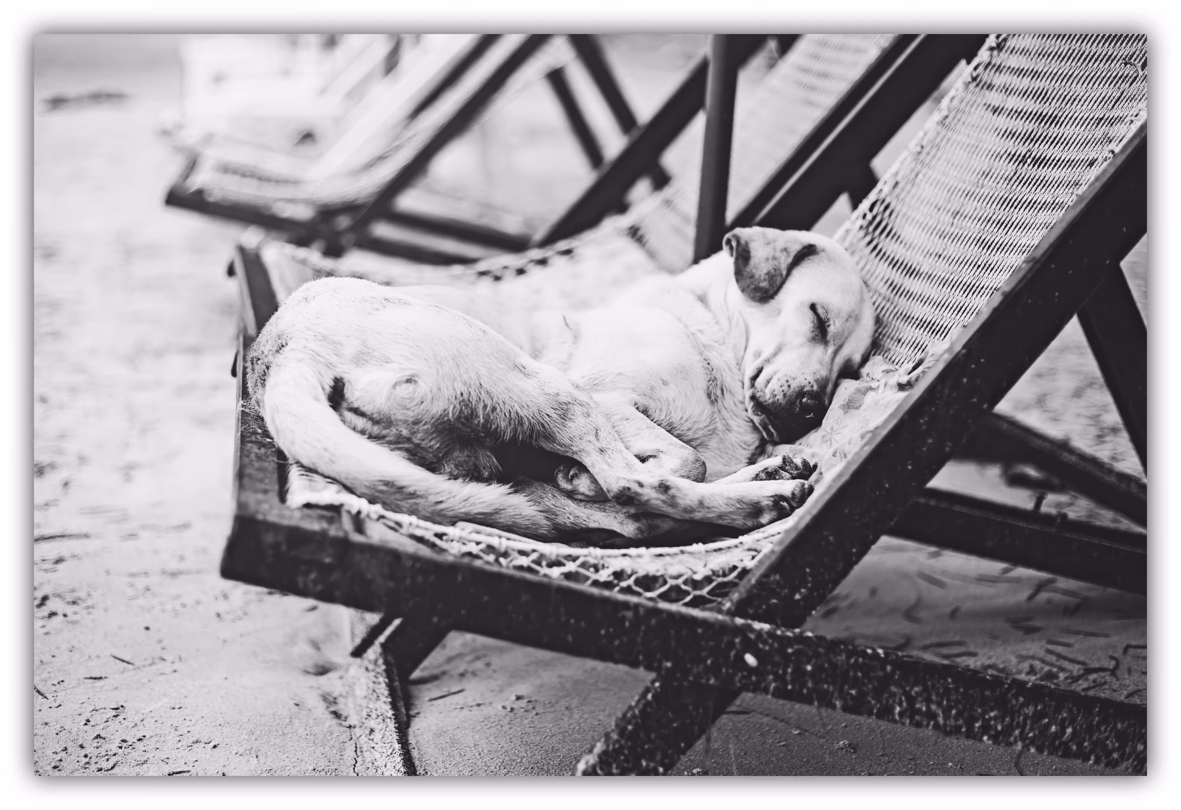 Lazy Dog.
