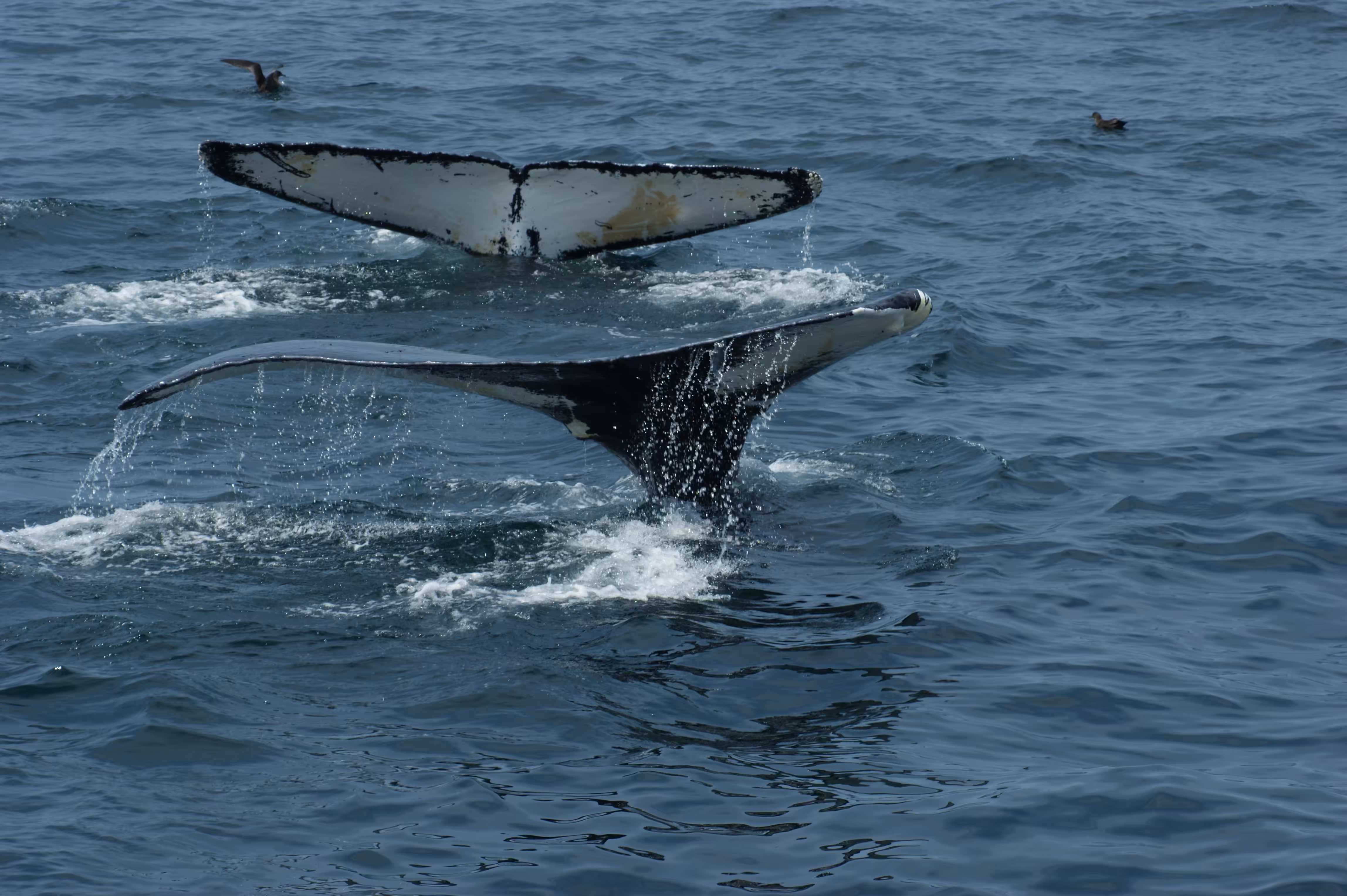 Series 1: Fauna – 004 – Humpback Dive