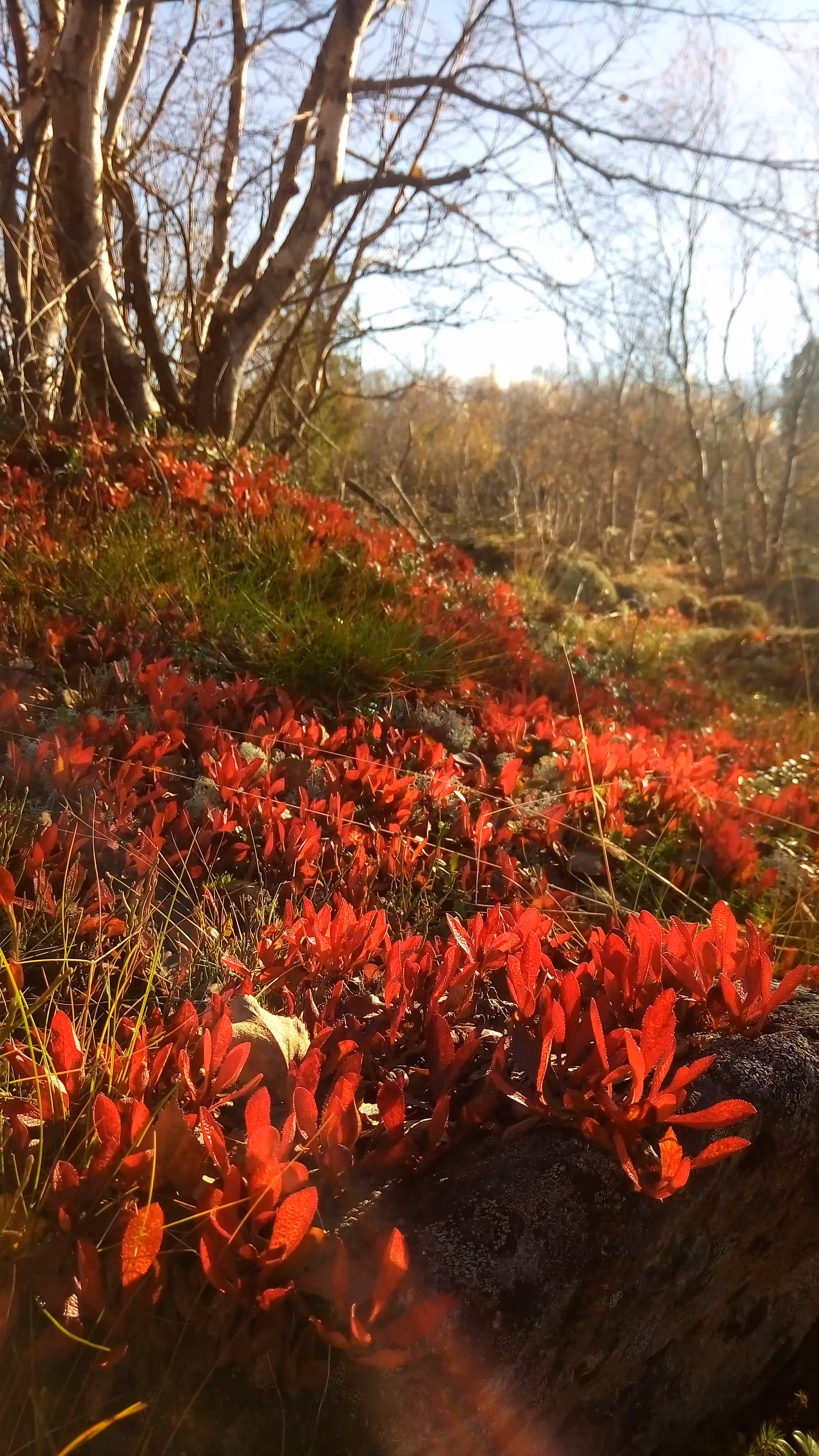 Red autumn carpet