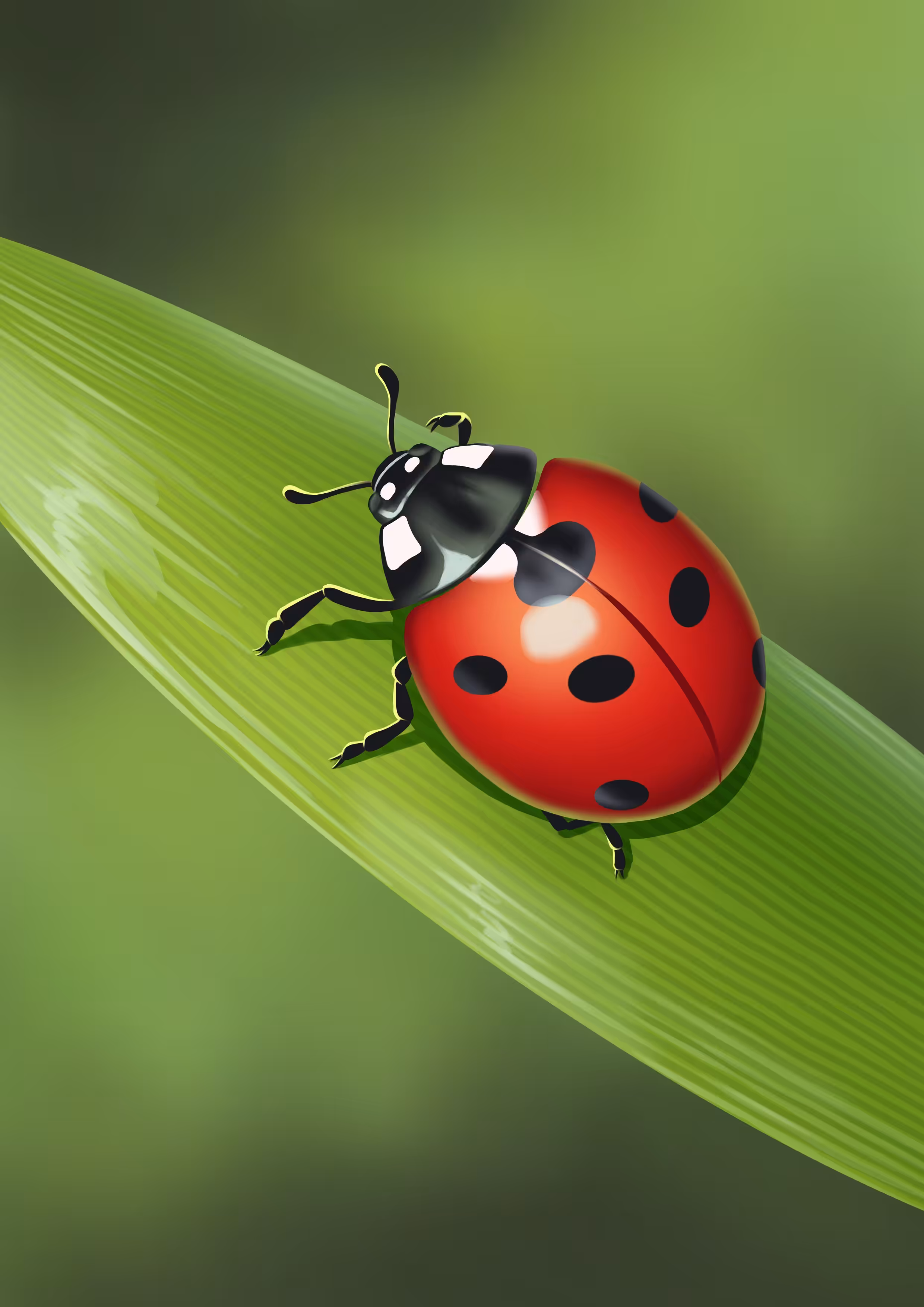 Ladybug