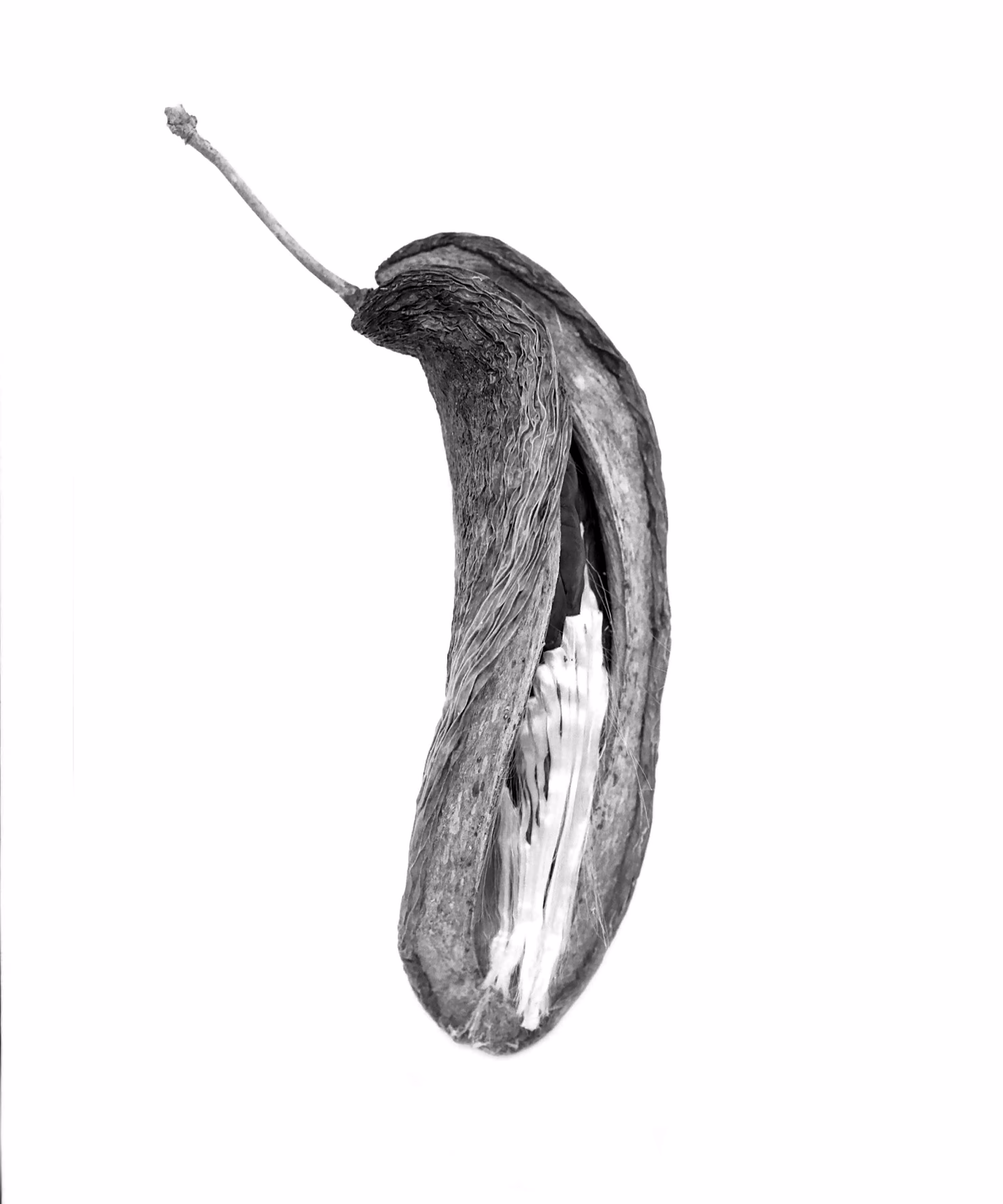 Waxflower Seedpod (Stephanotis floribunda)