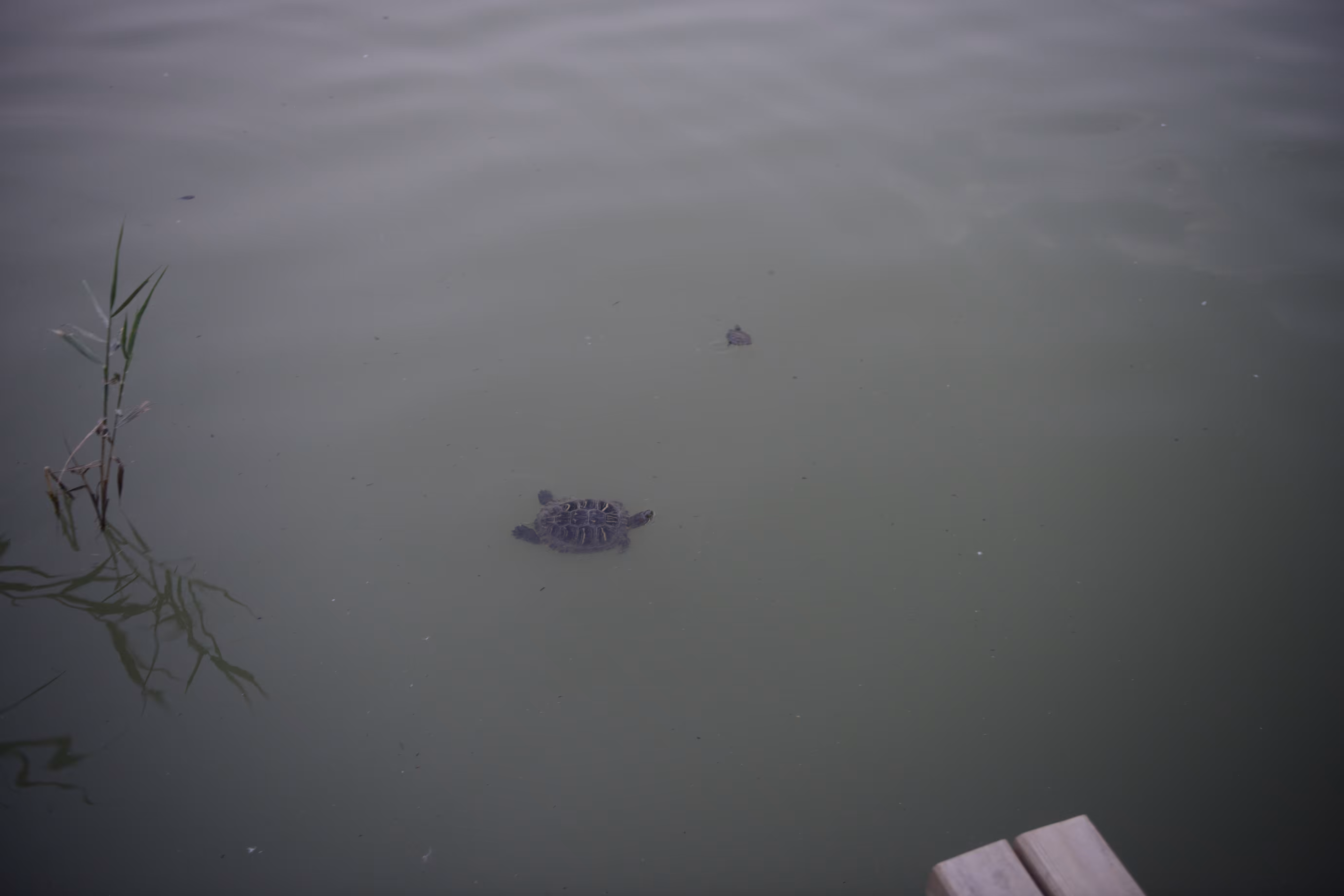 Turtle Family