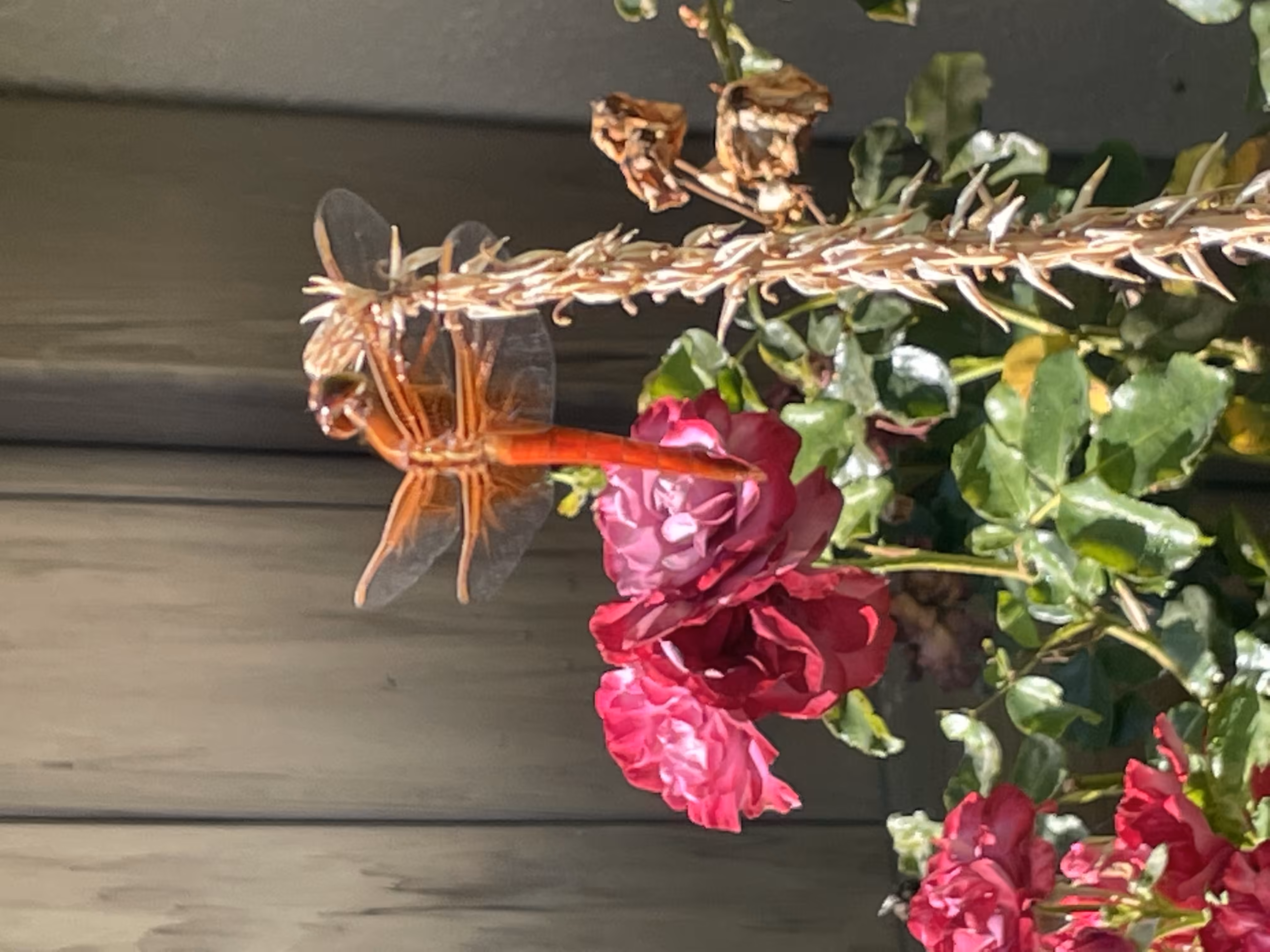 Lucid dragonfly