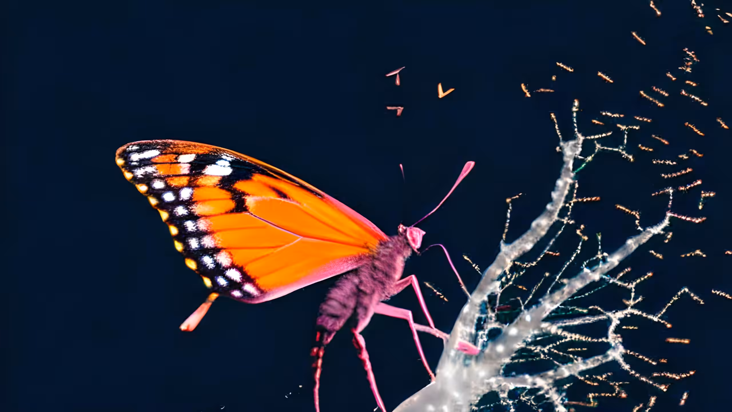 The butterfly effect