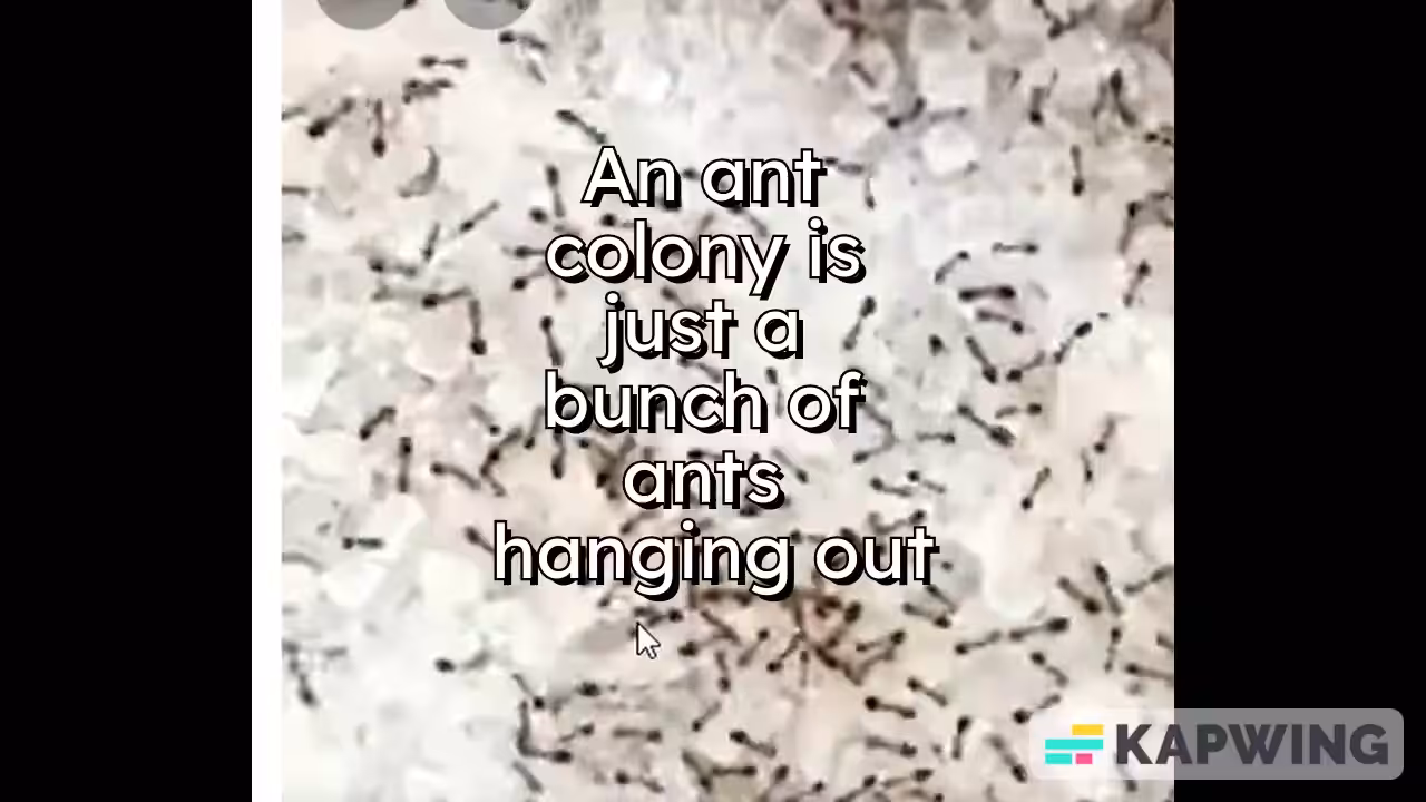 The Ant Colony
