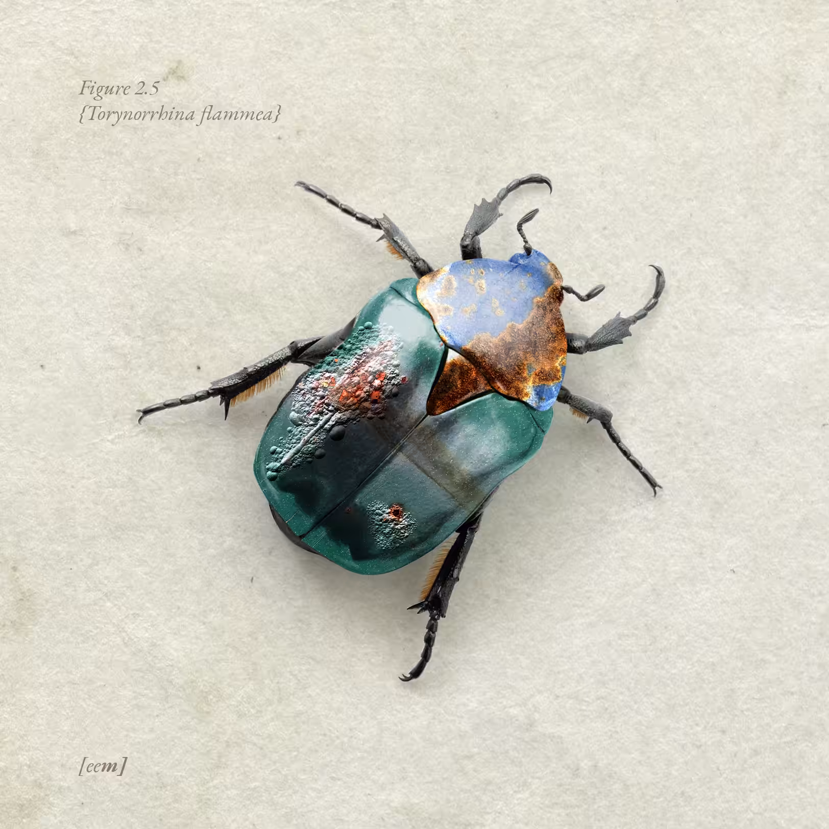 Figure 2.5 {Torynorrhina flammea}