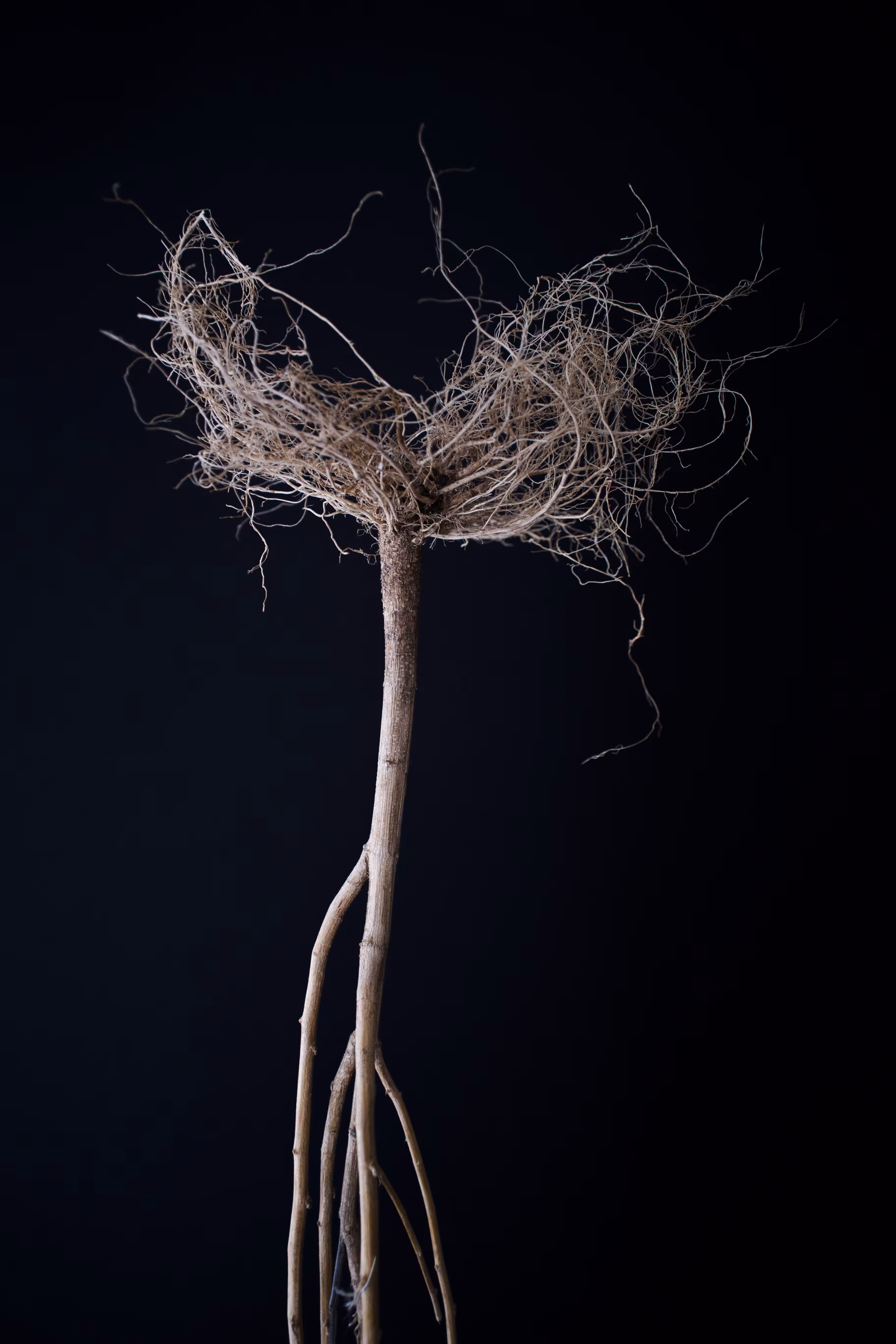 rhizome #6