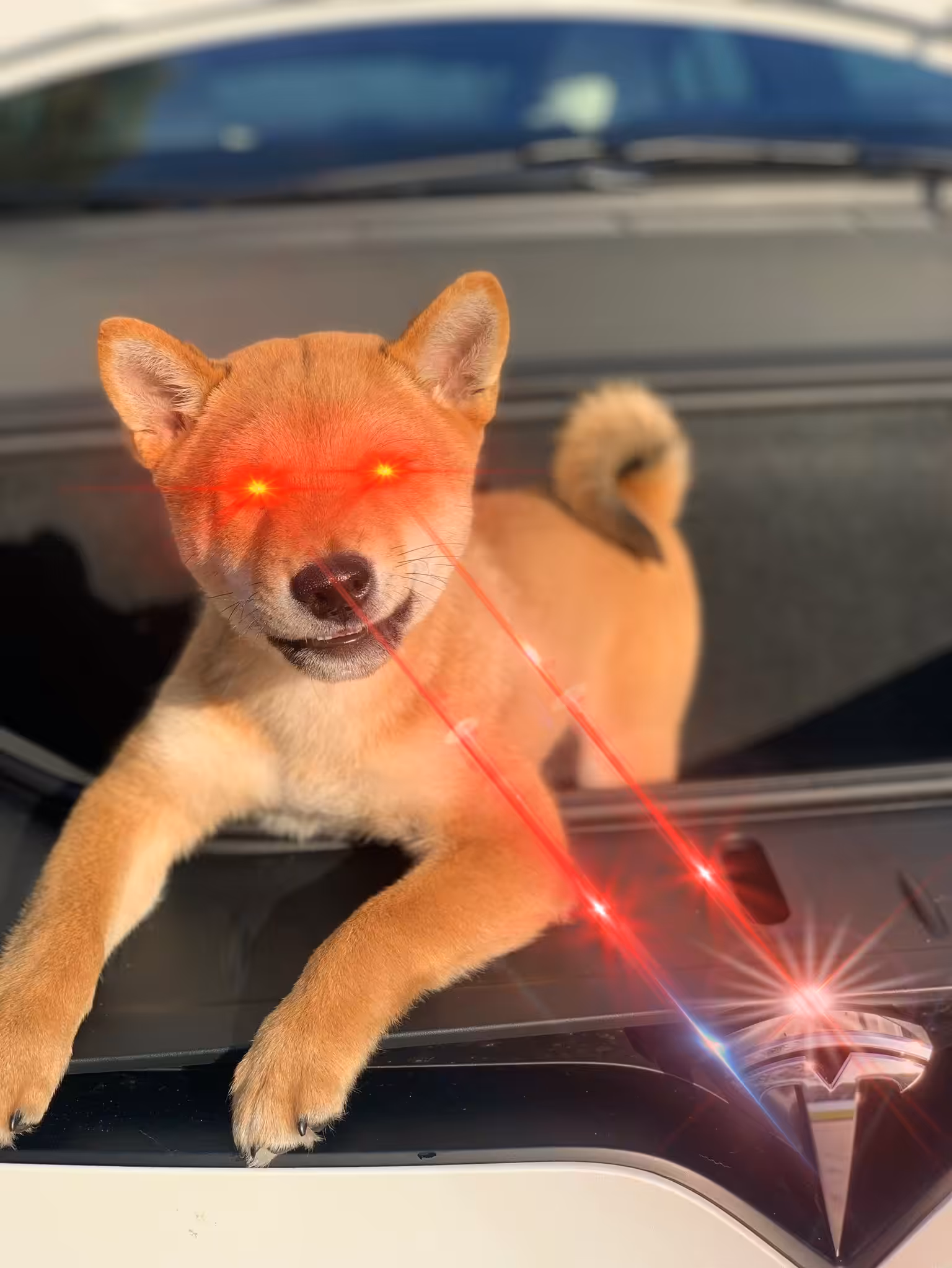 Floki Frunkpuppy Lazer Eyes Edition