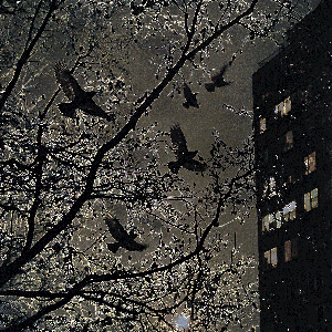 lost gifs: aves nocte