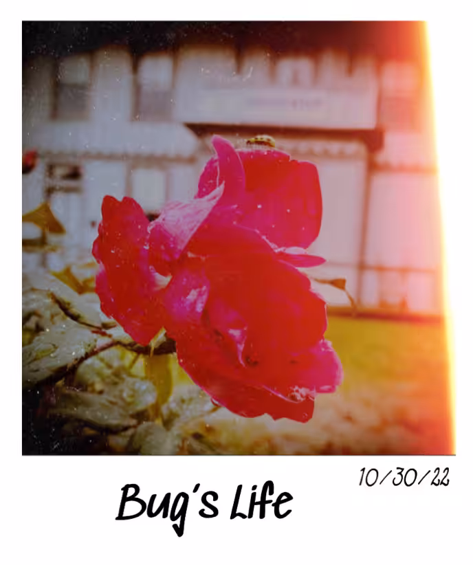 Bug’s Life