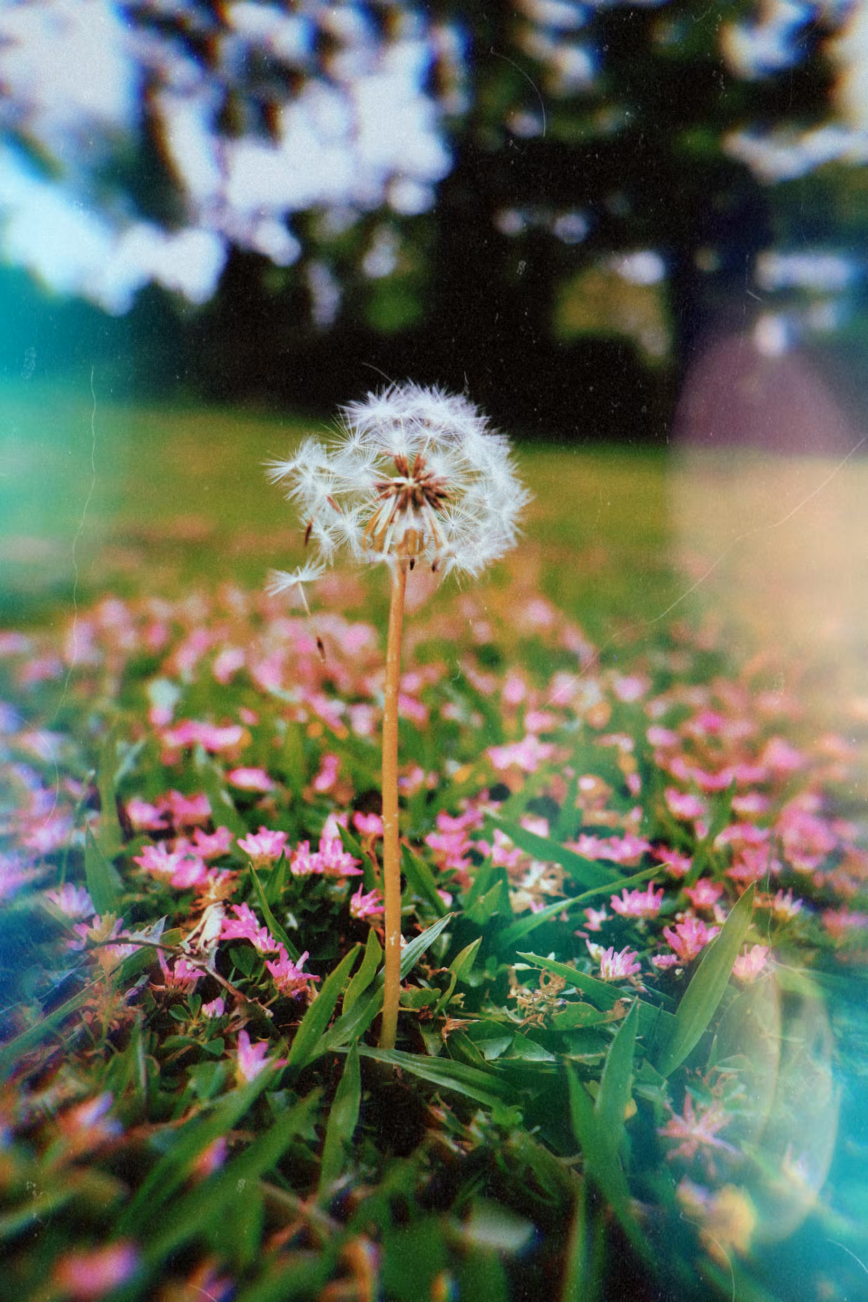 Dandelion