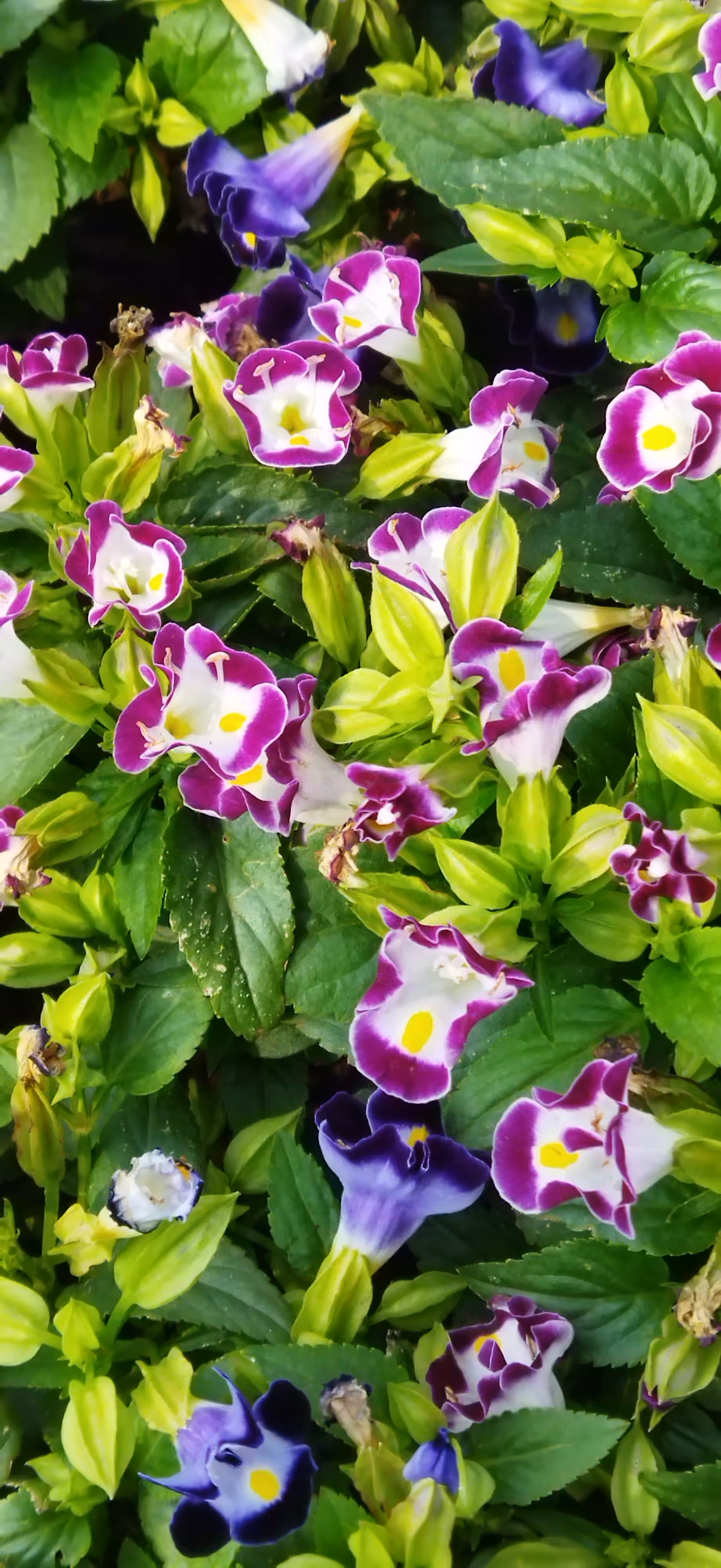 Torenia Or The Wishbone Flowers