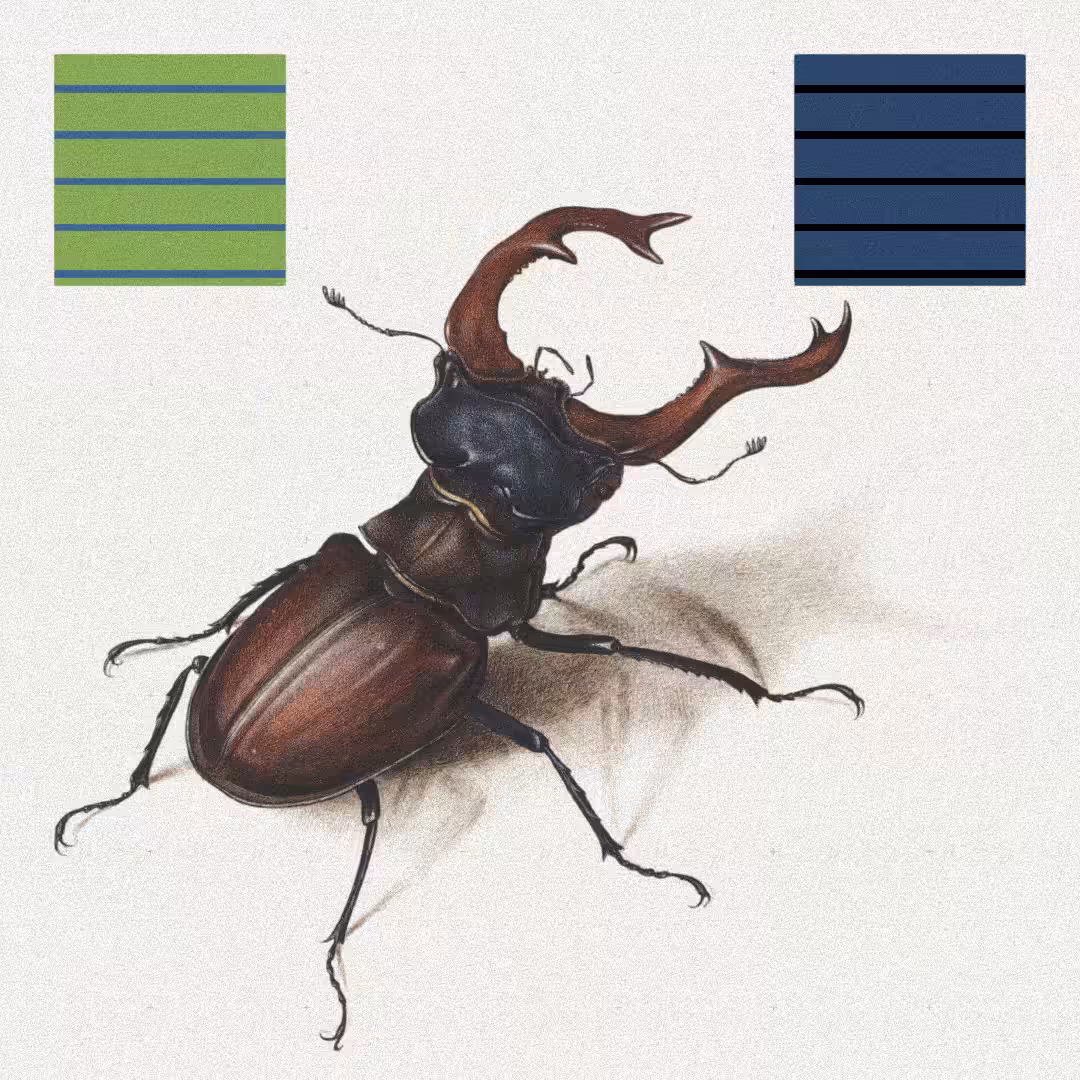 Beetle #1