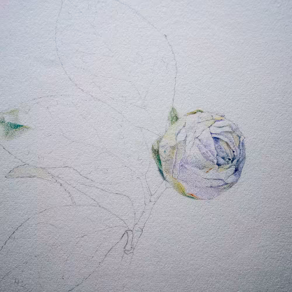 Camellia Study #1