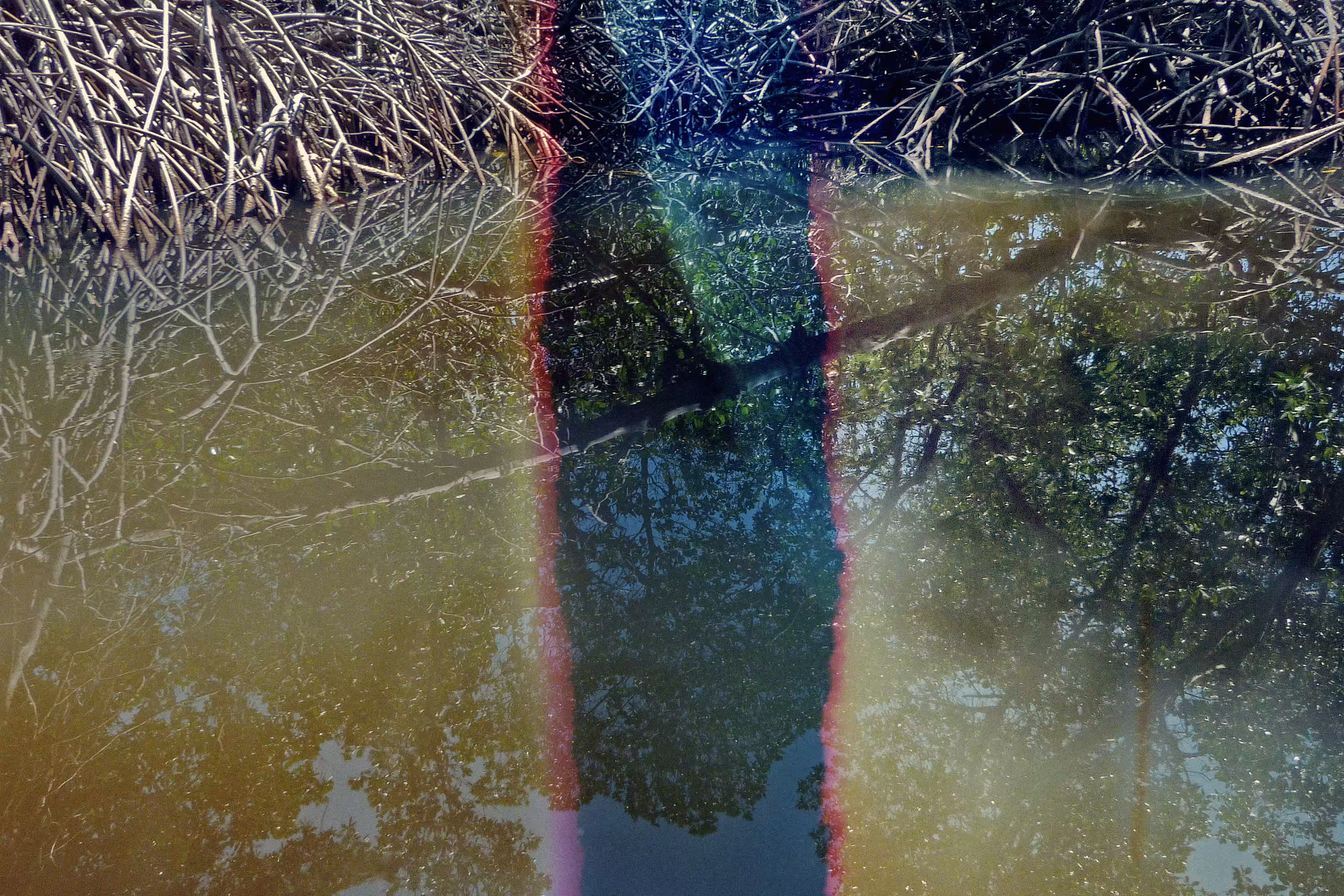 Manglar