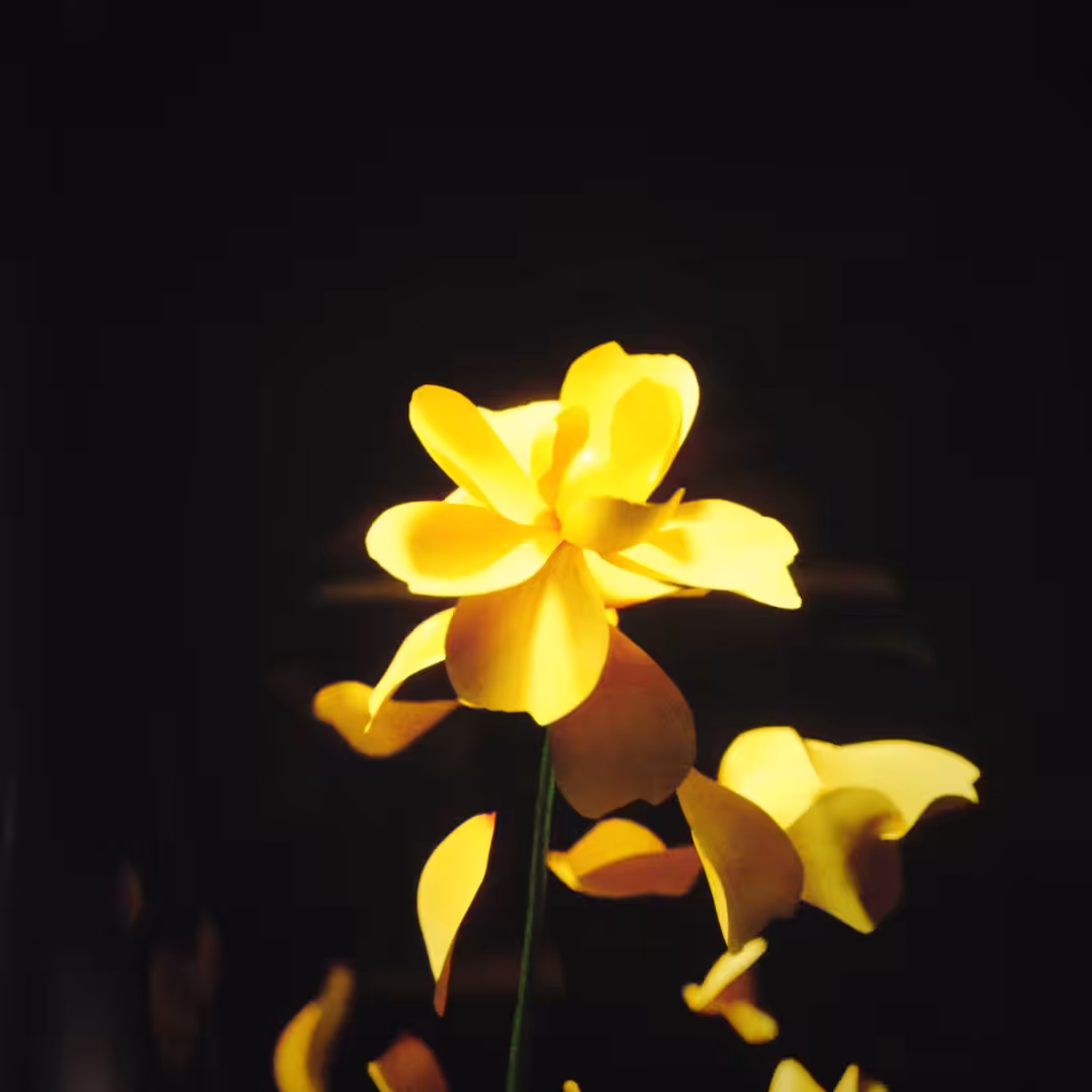 BLOSSOM #3