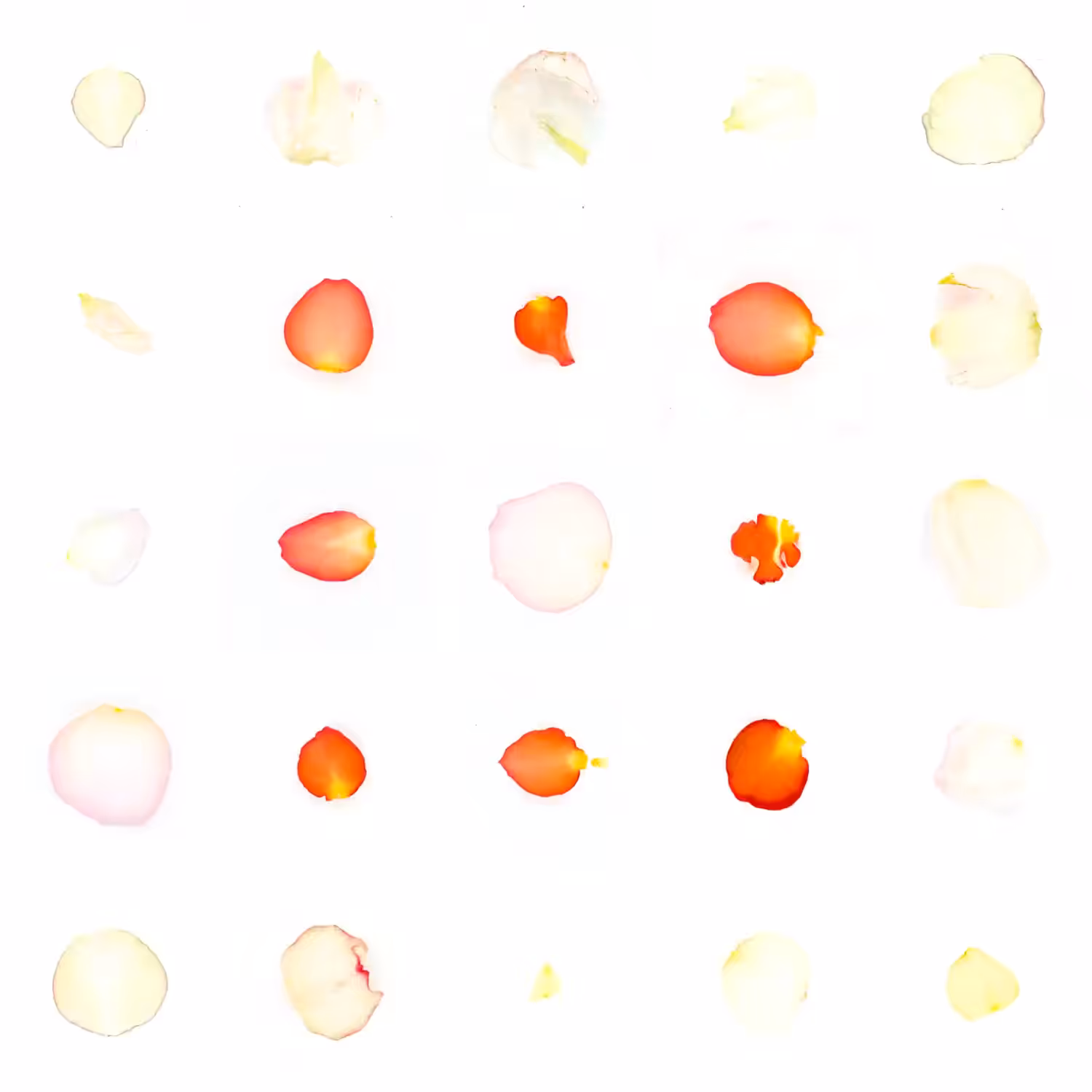 Infinite Petals 5x5#20142