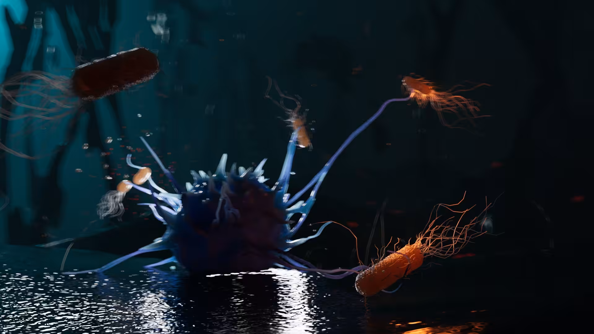 macrophage attacking bacteria