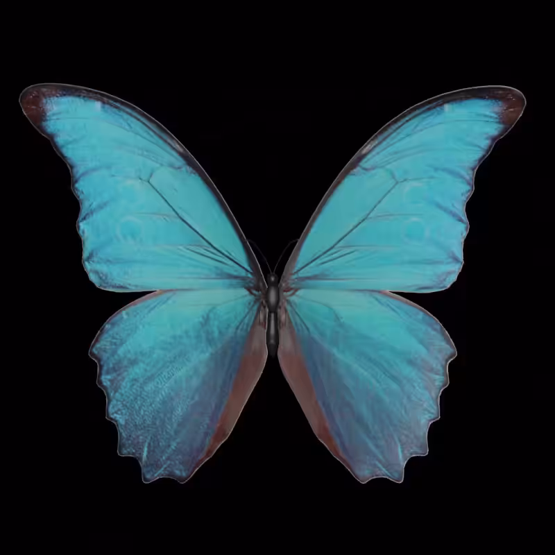 Butterfly #1