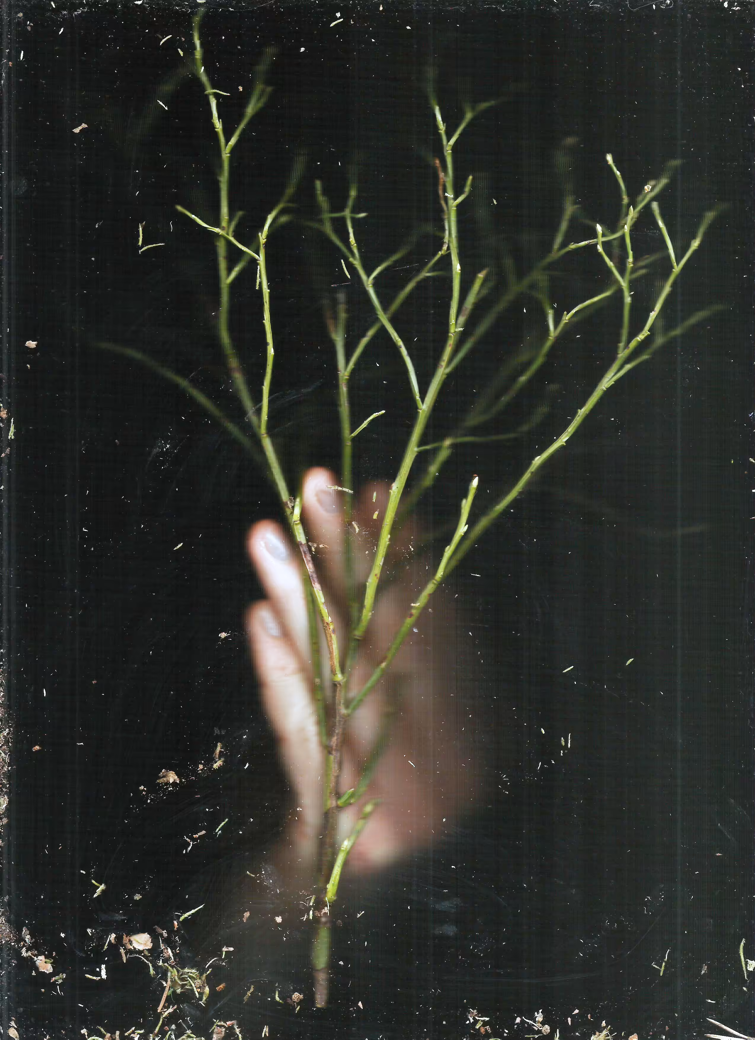 Scanography poster: Grow through