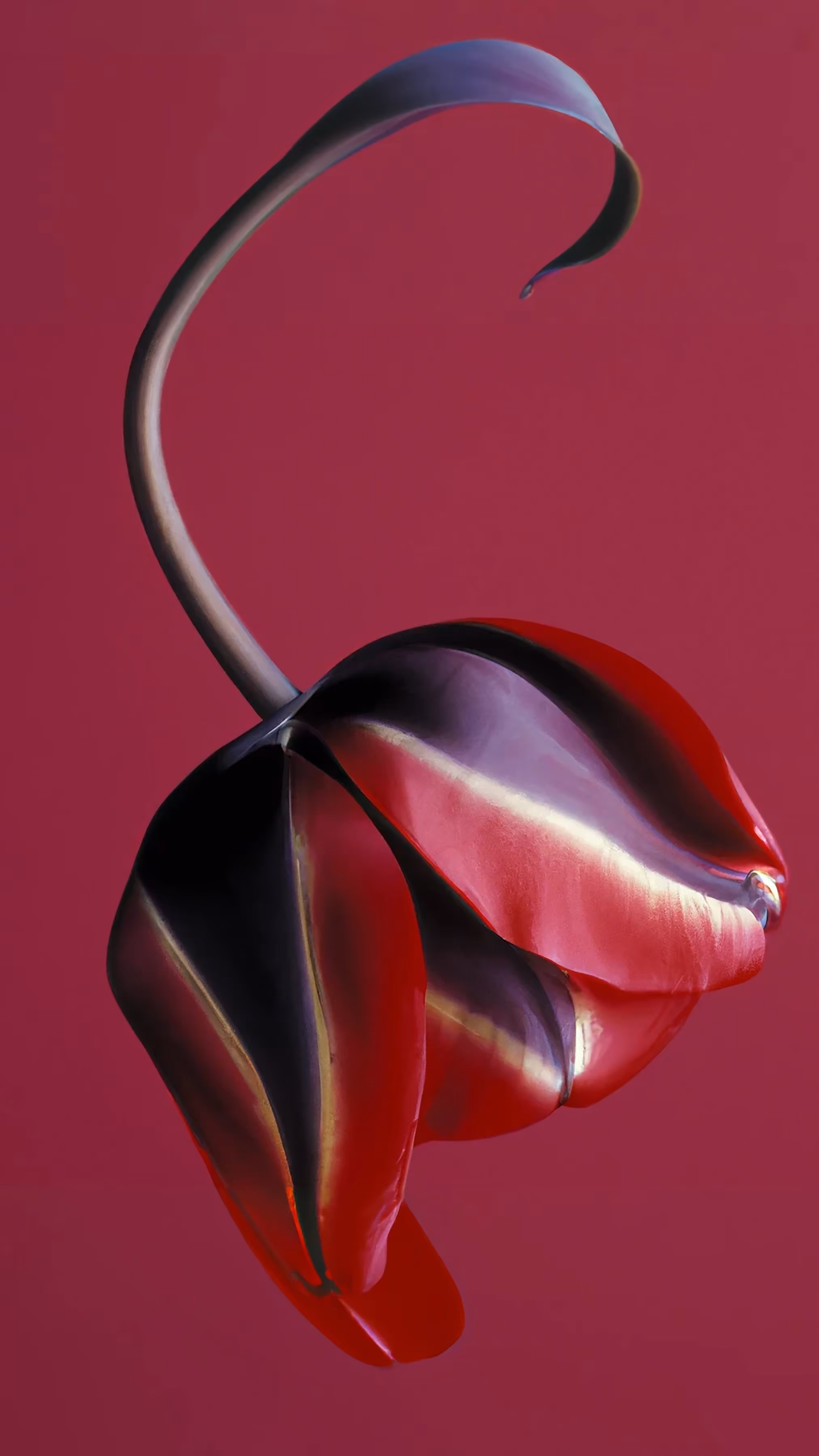 Tulip ~ 01