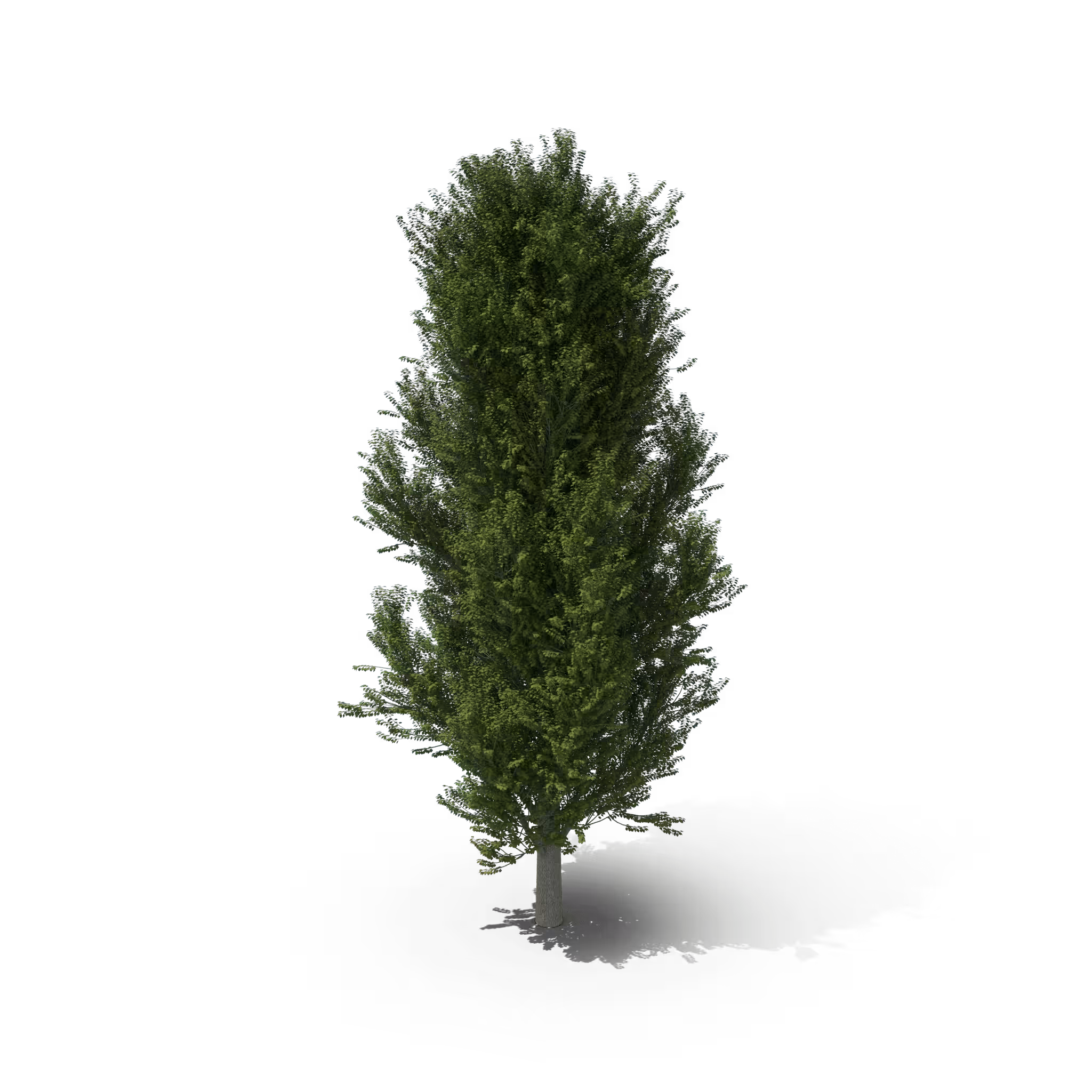 Your Tree #60