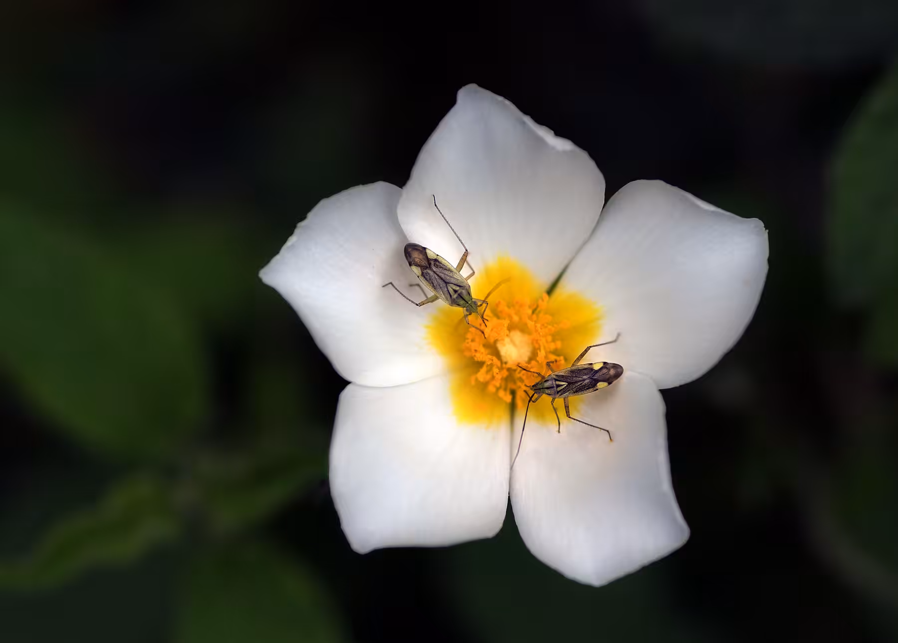 Blooming Party