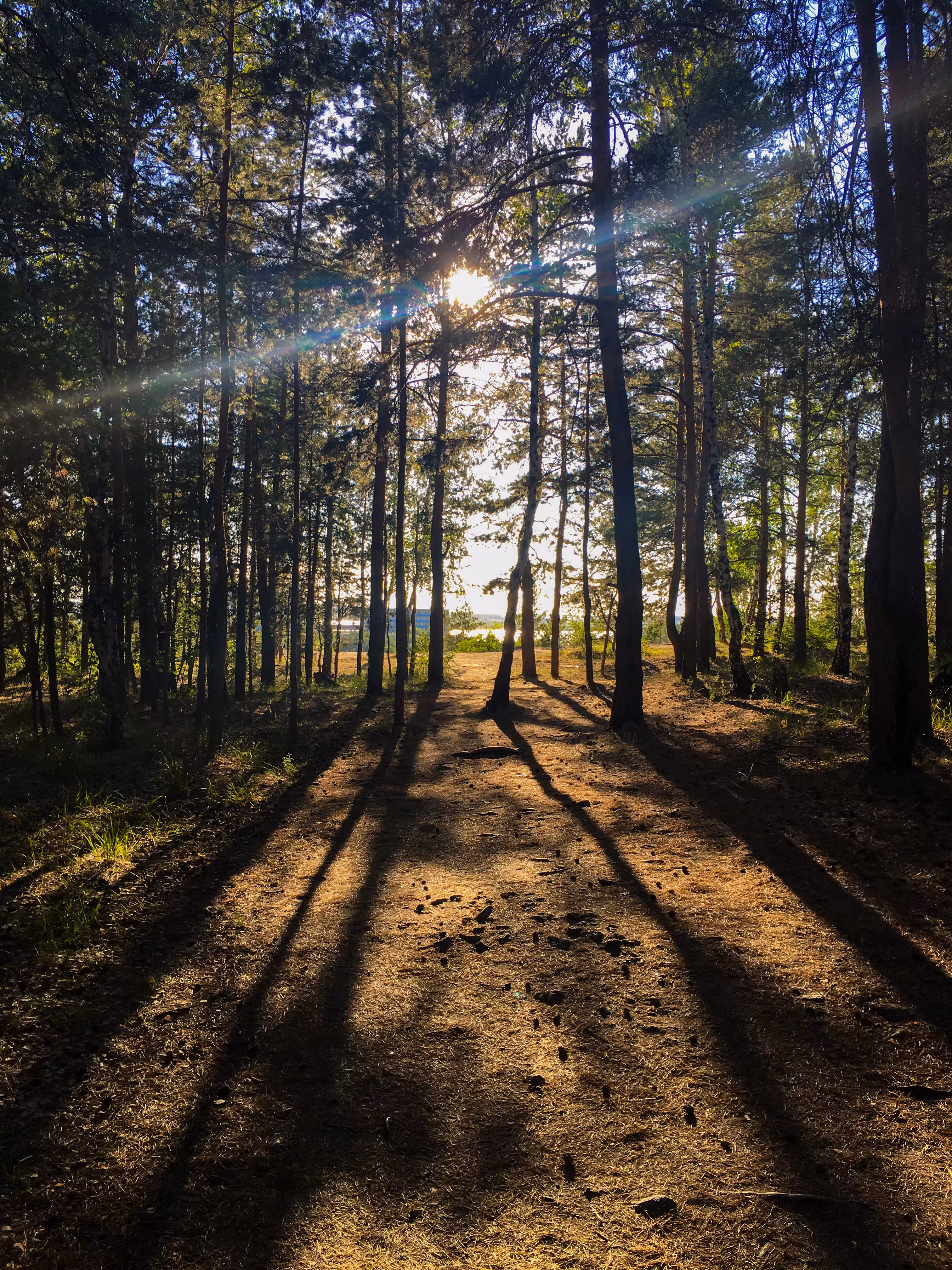 Fairytale Forest