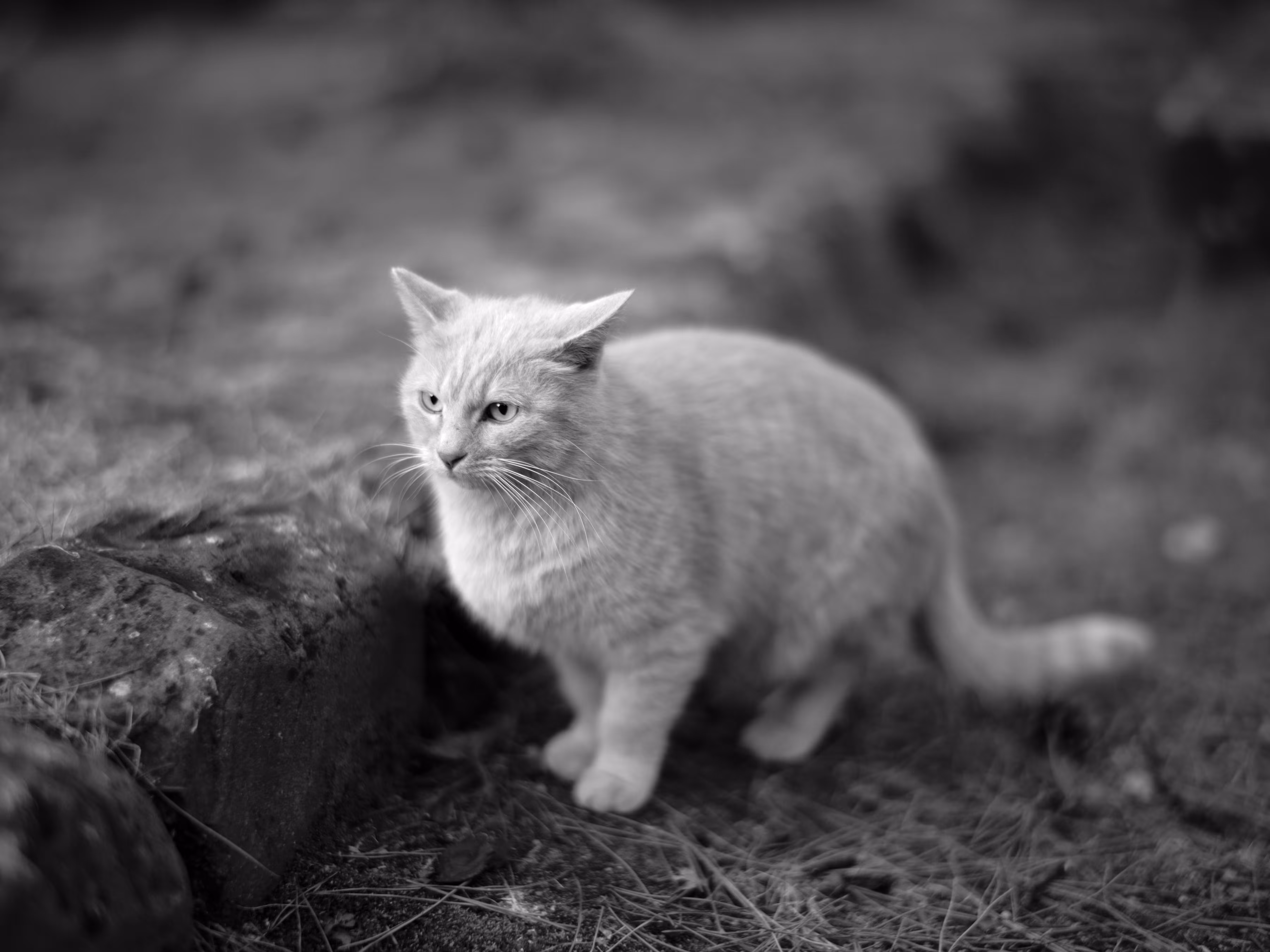 BW Cat #1