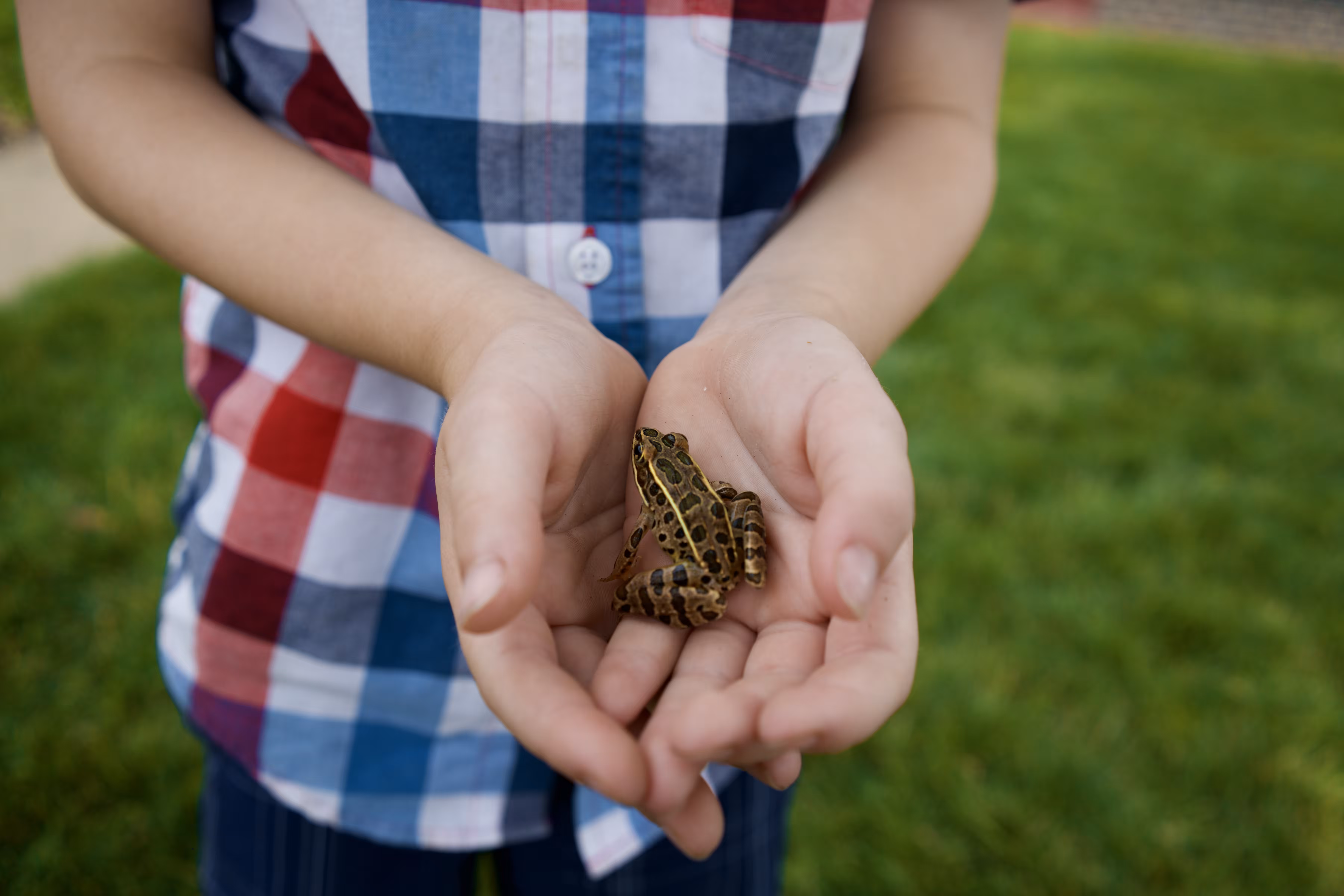 Frog, Hands and Light