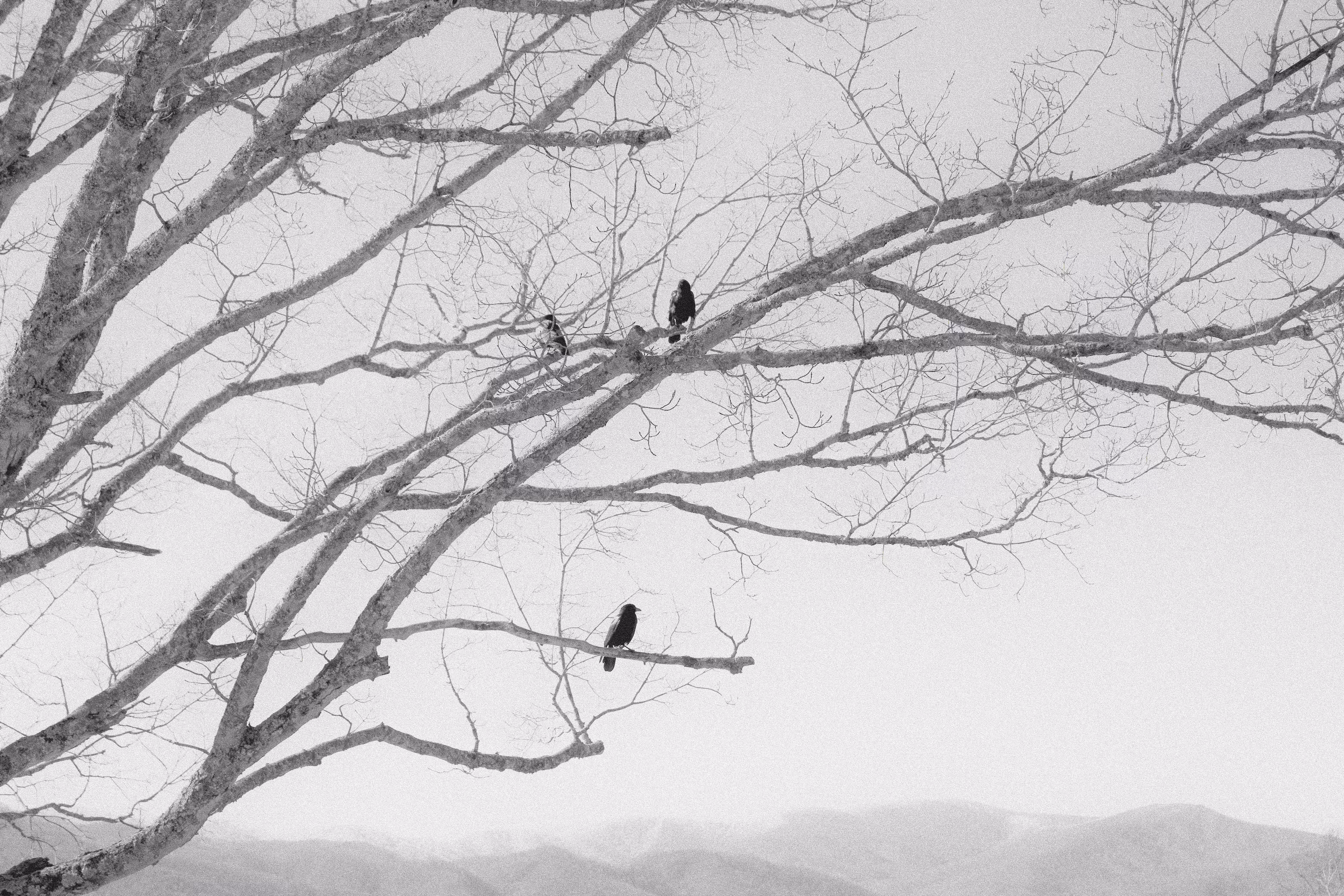 Watchers