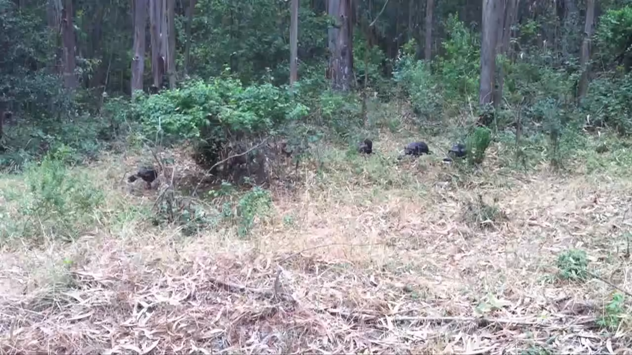 Turkeys In The Woods
