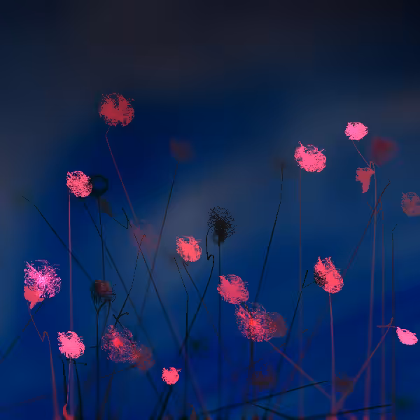Cottongrass #8