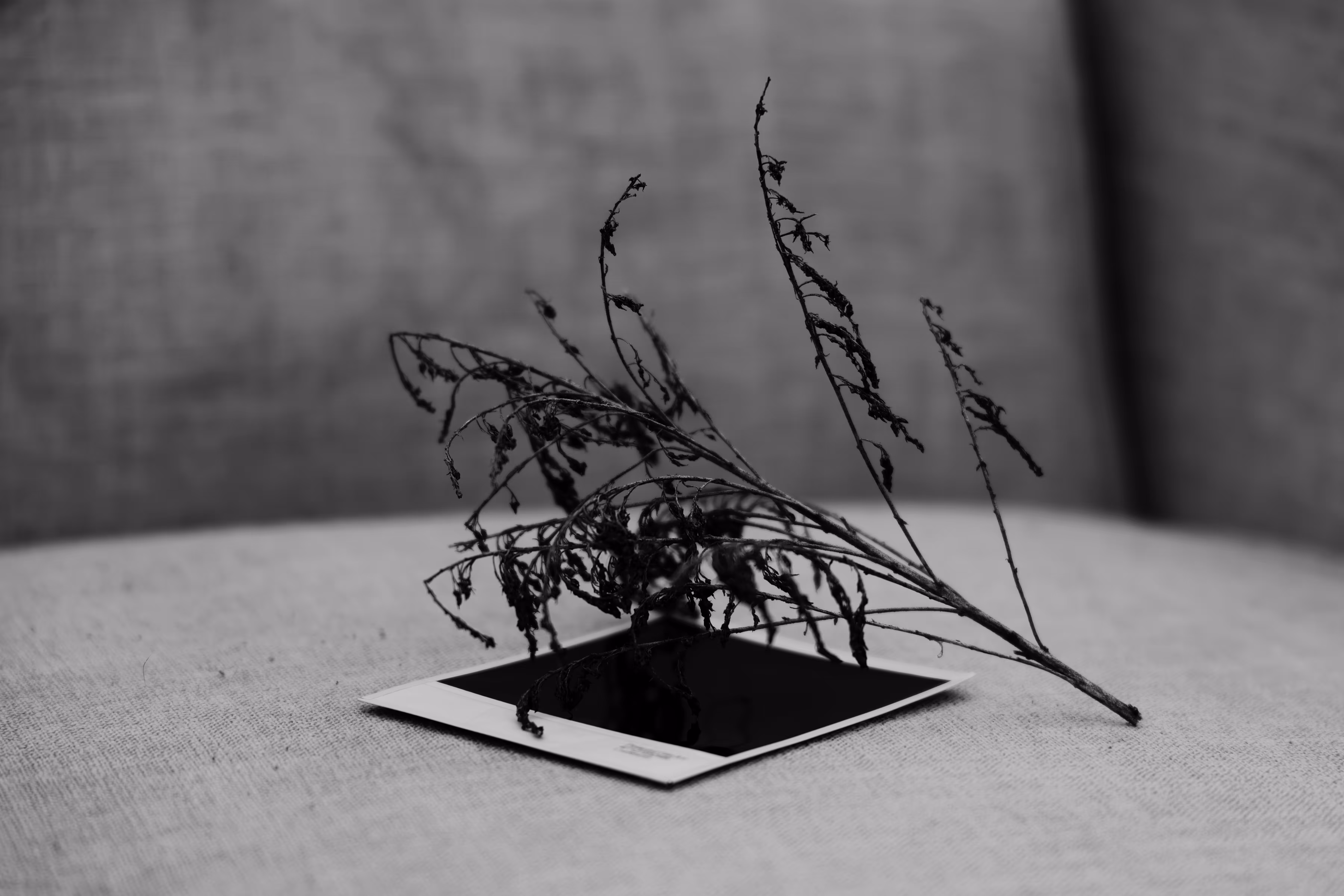 _memories fall