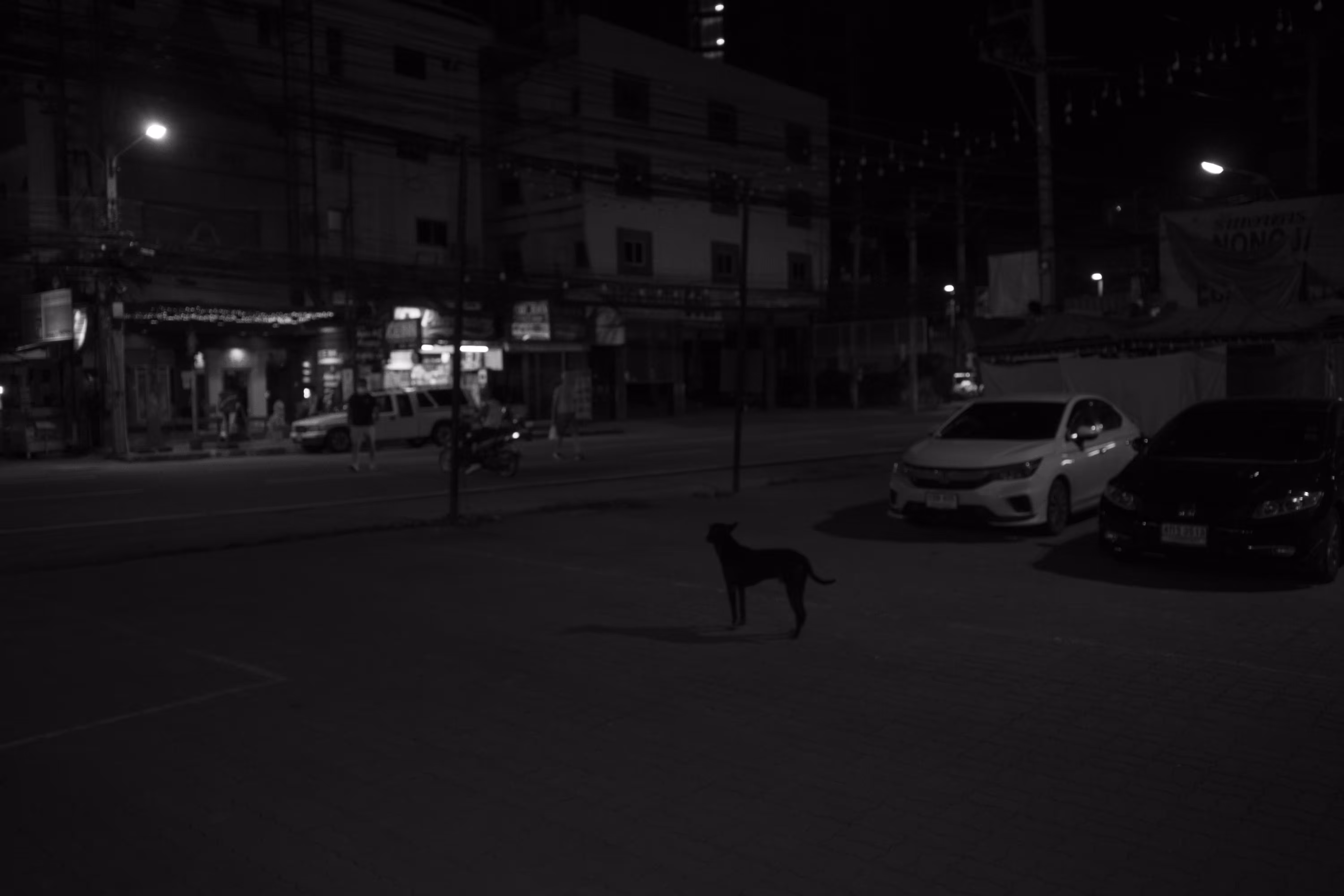 loneliness dog in the dark