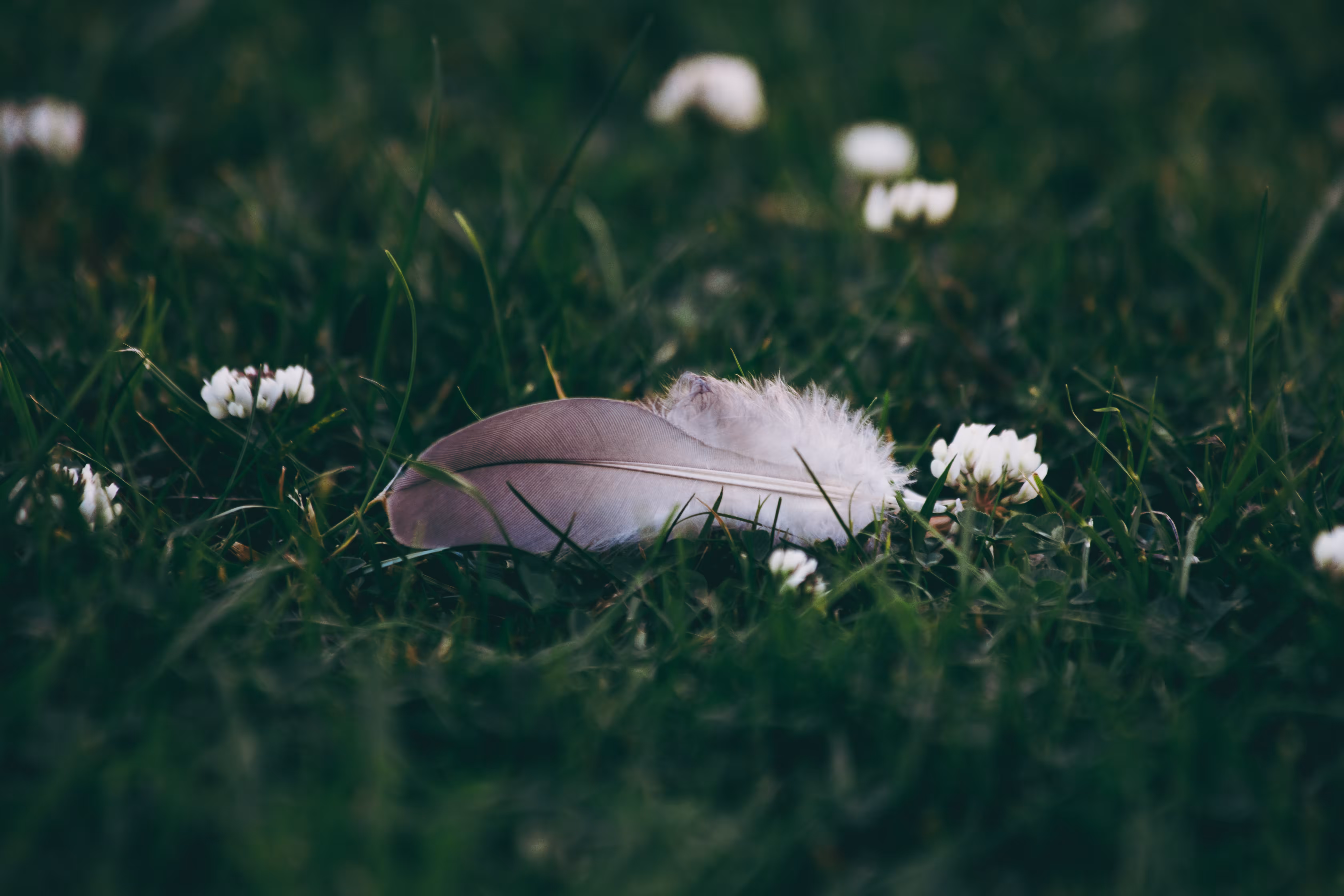 Natural Focus: Traces