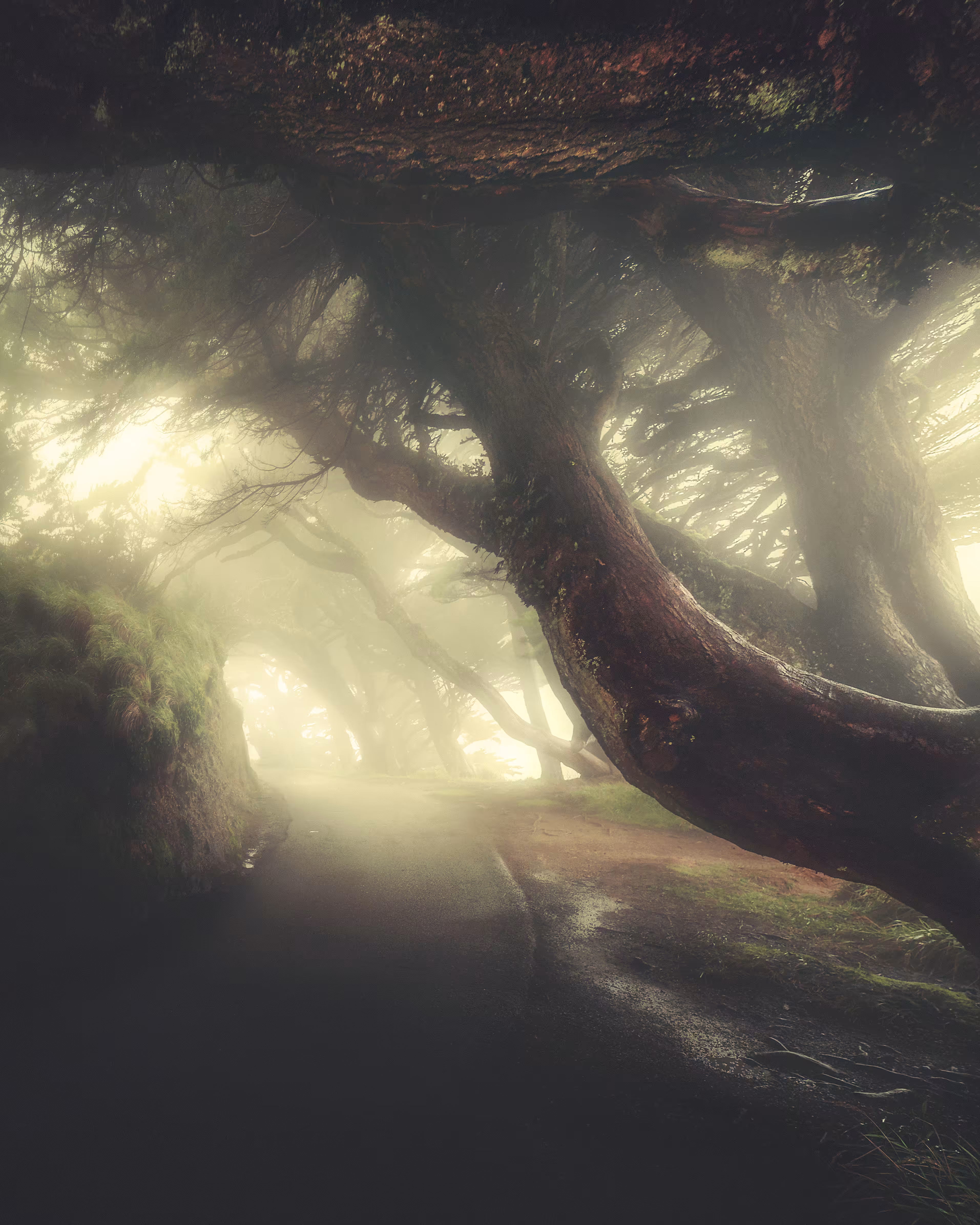 INTO THE WOODS