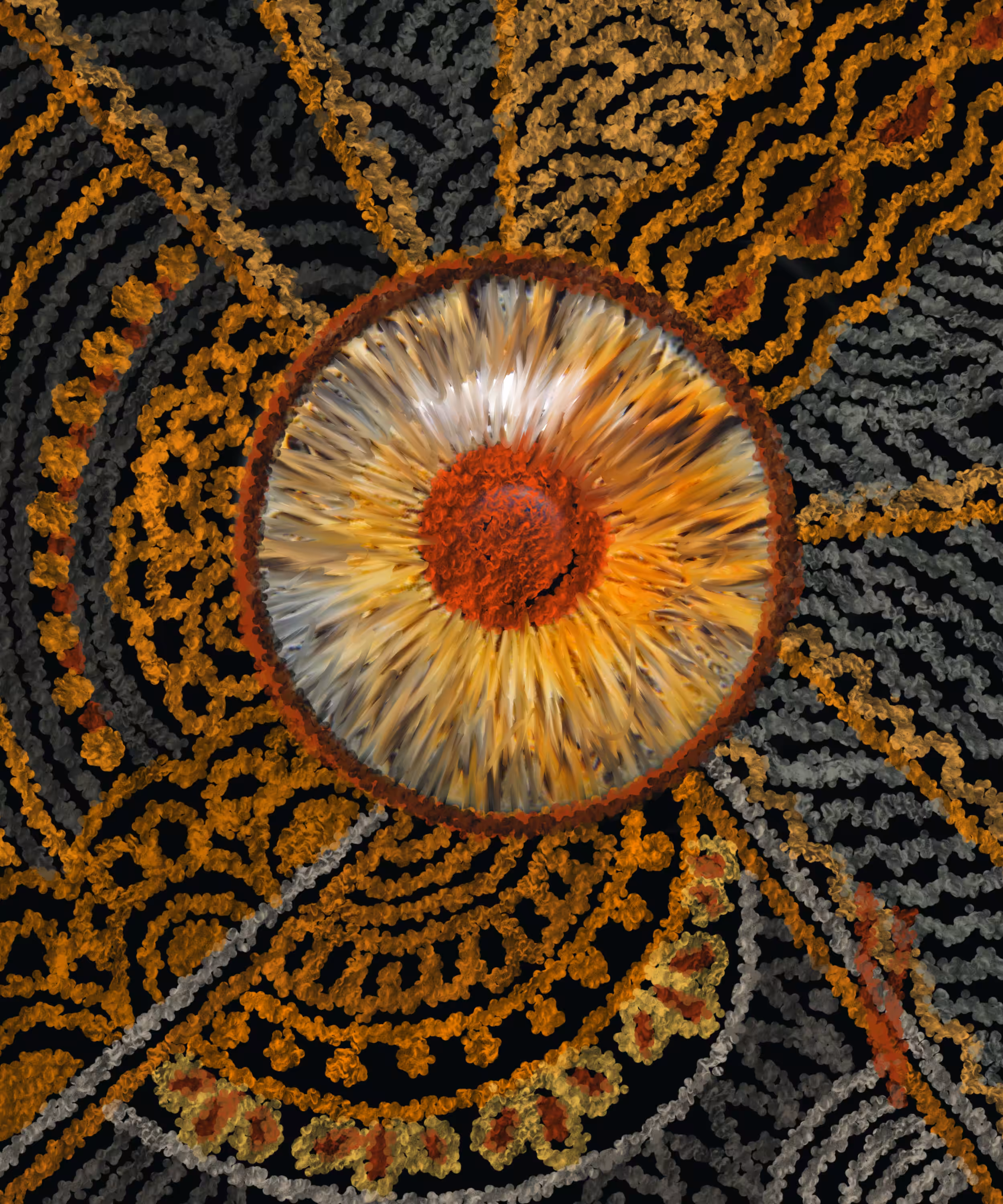 The eye