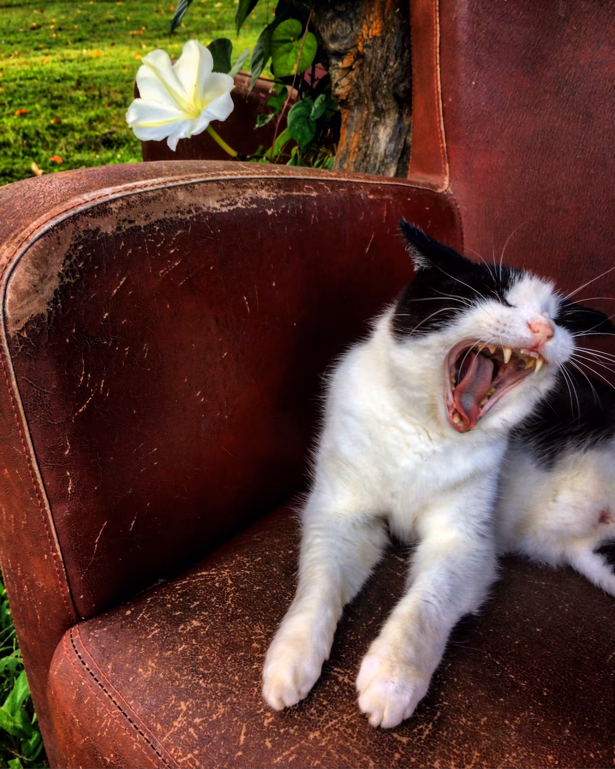 Eternal Roar