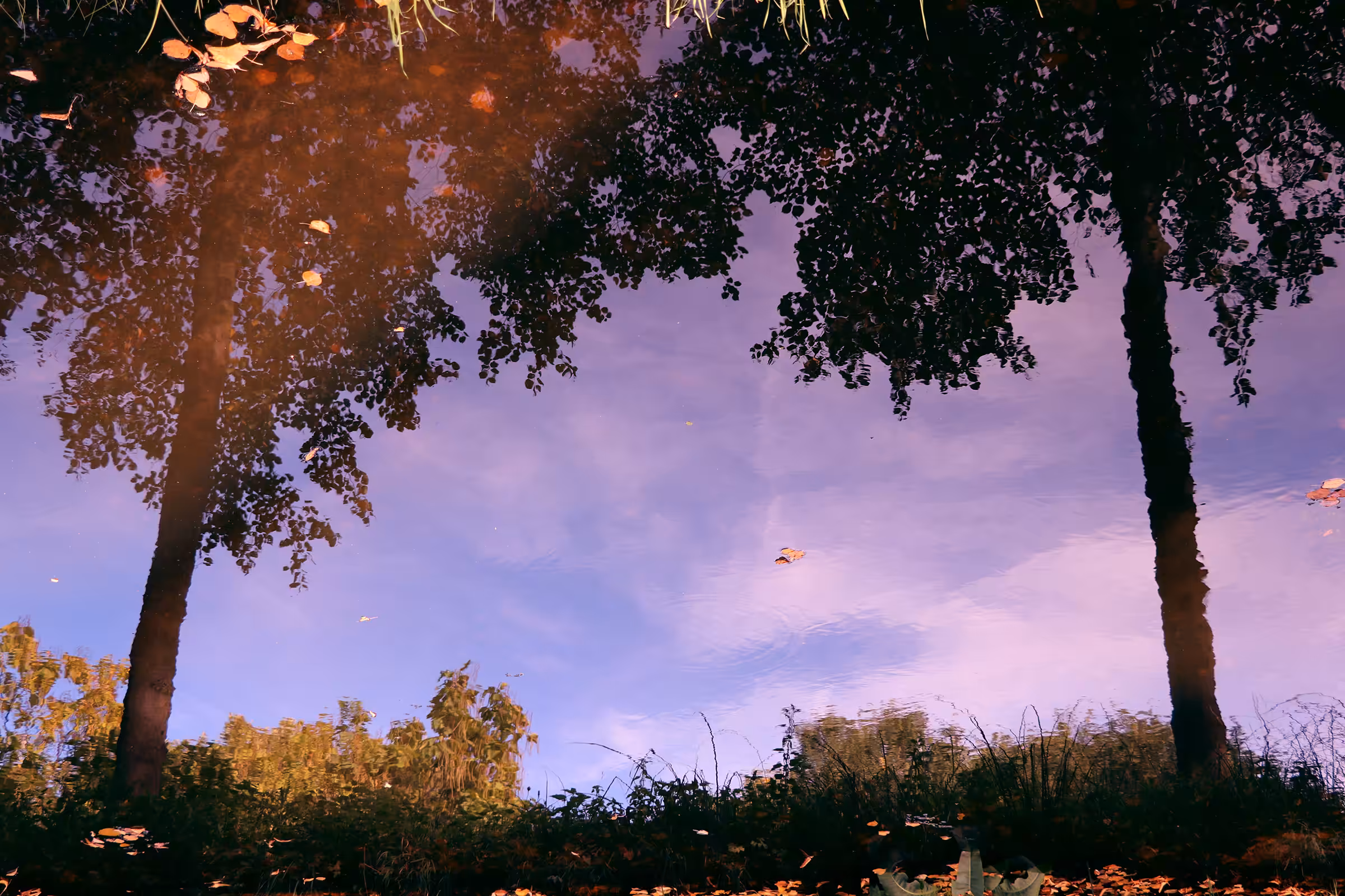 I dreamed of trees