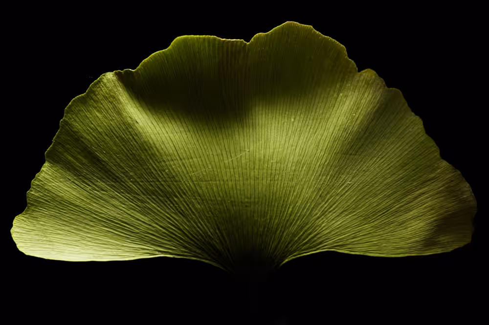 Ginkgo biloba