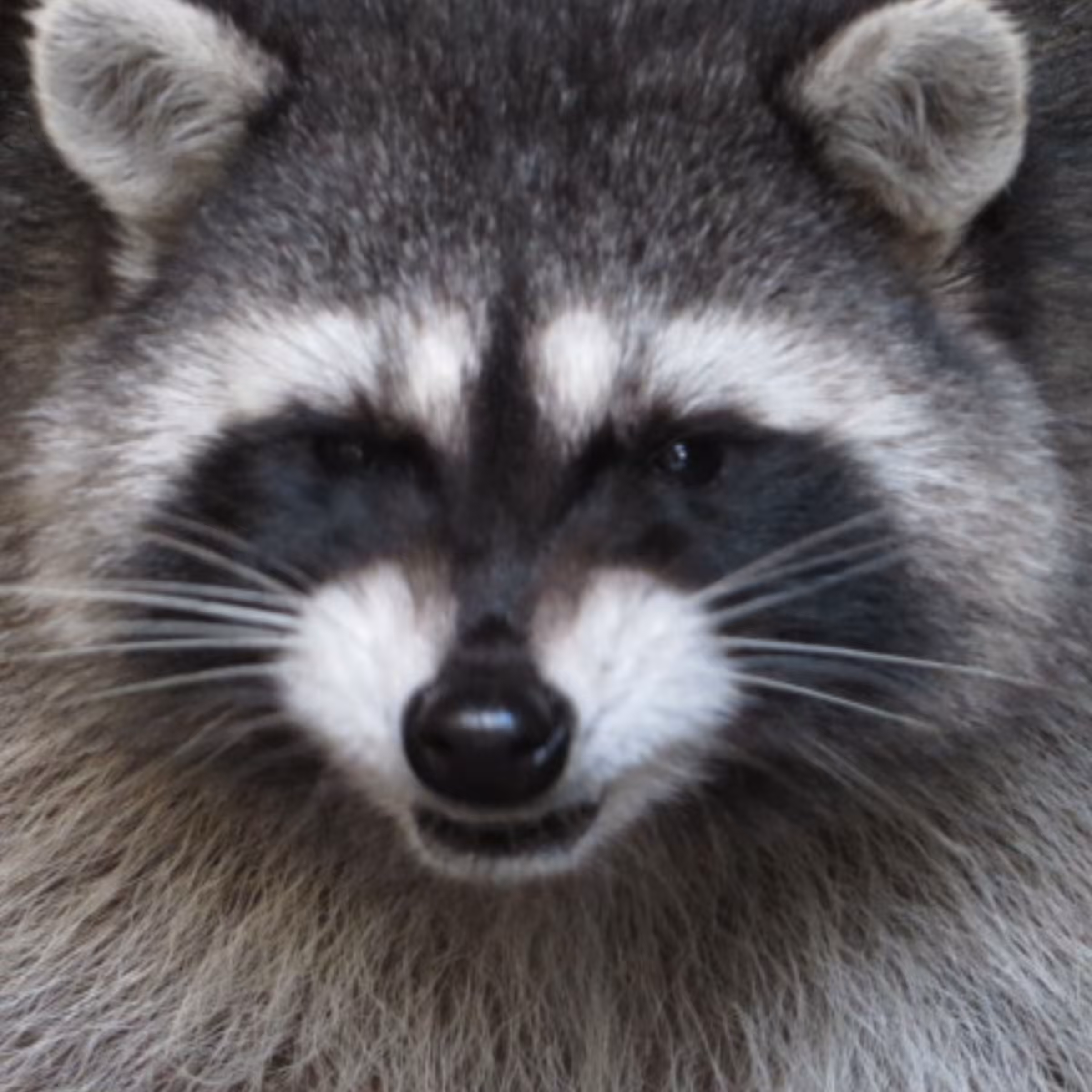 Animal #2