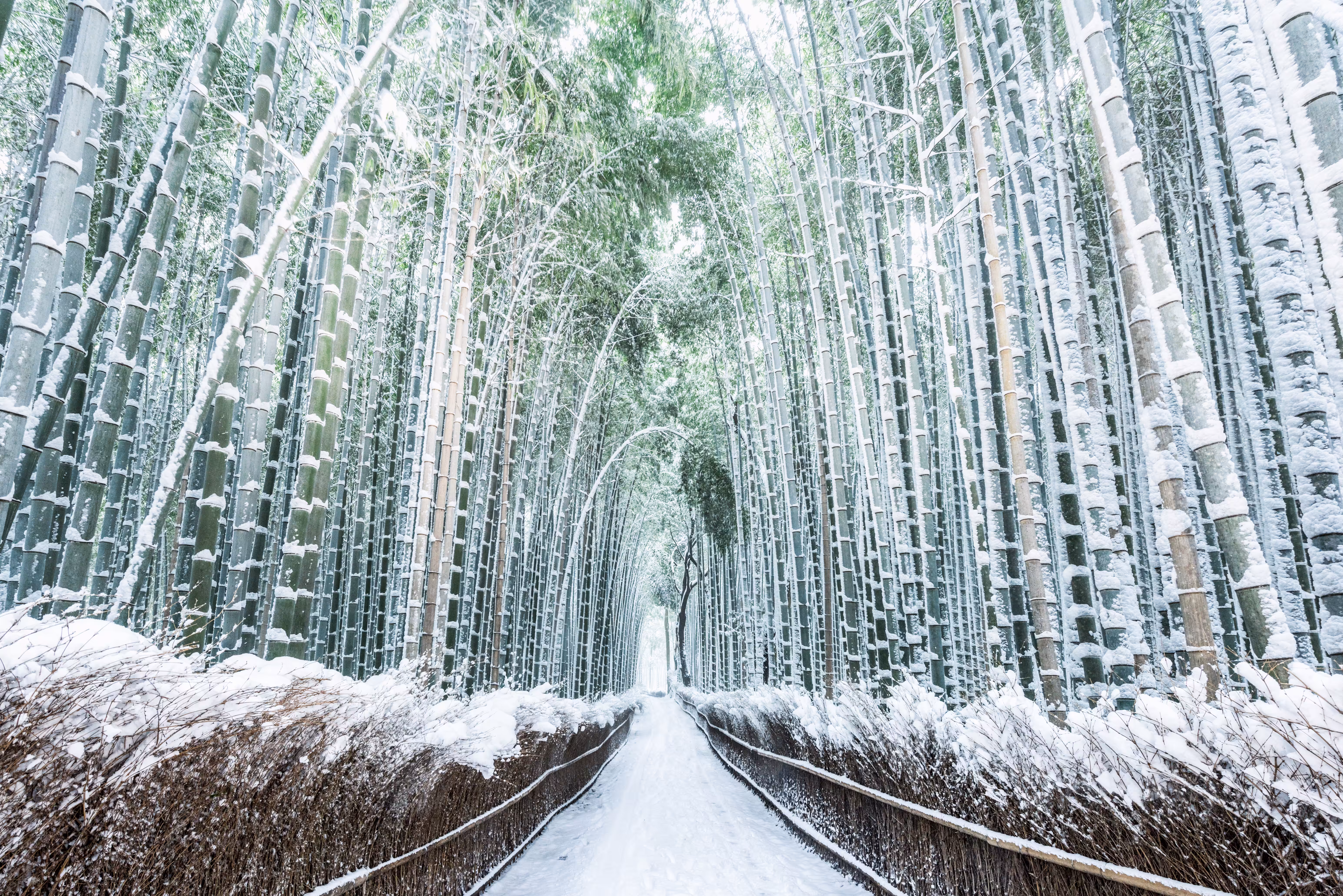 Bamboo Forest in the Snow