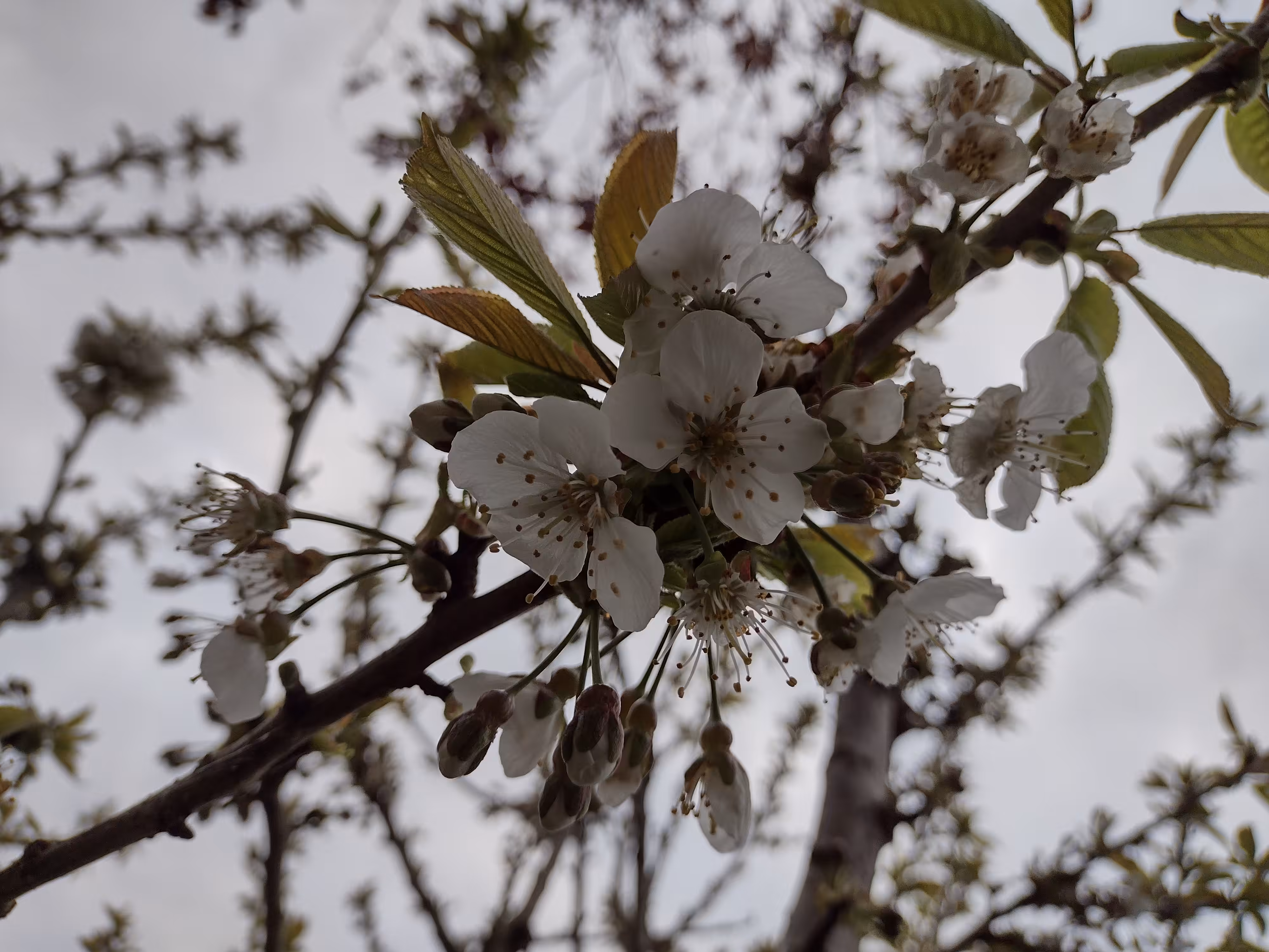 Trees do show off in spring